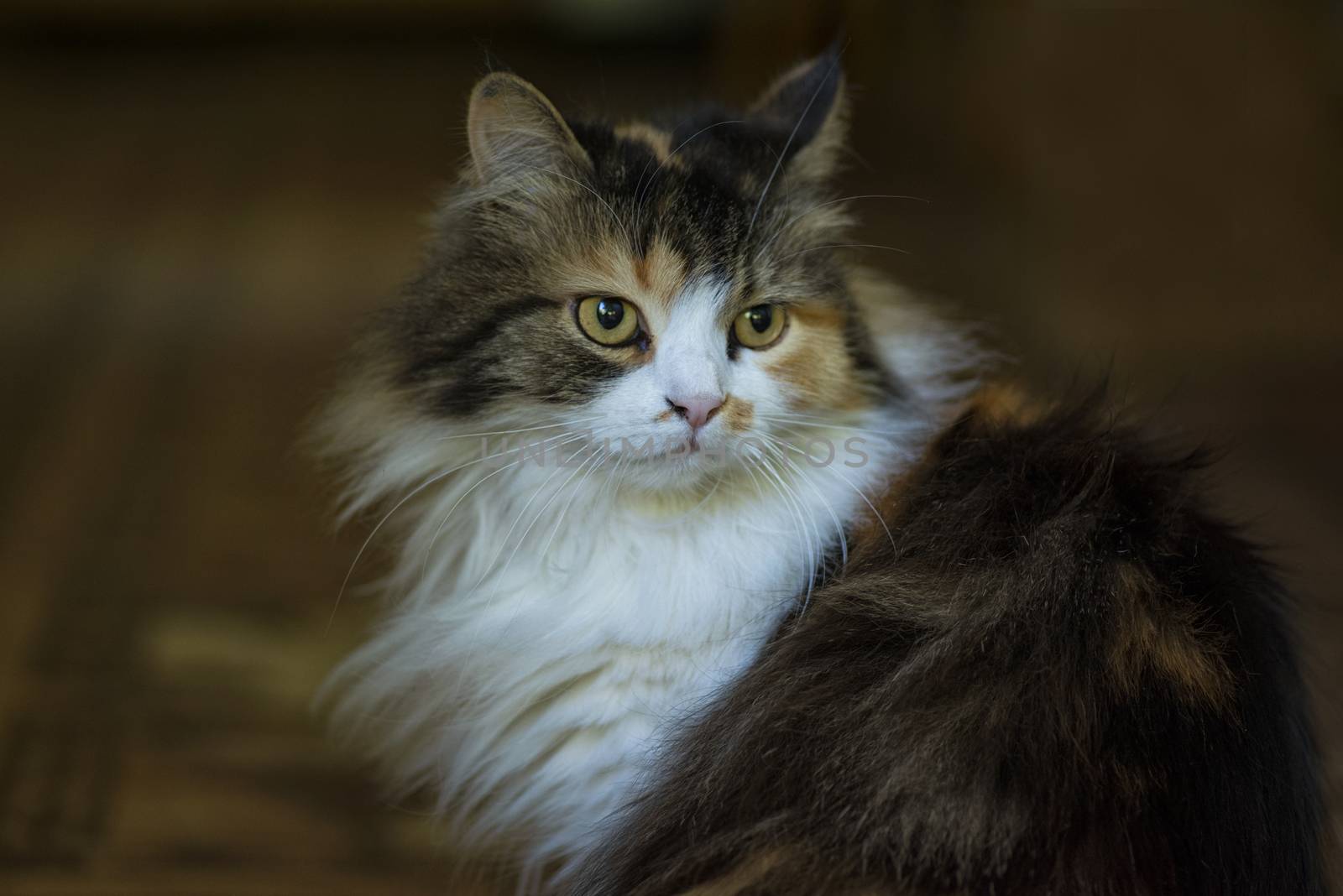 A multi-colored cat sits on the doorstep of the house. Pets.. Cat closeup. by nkooume