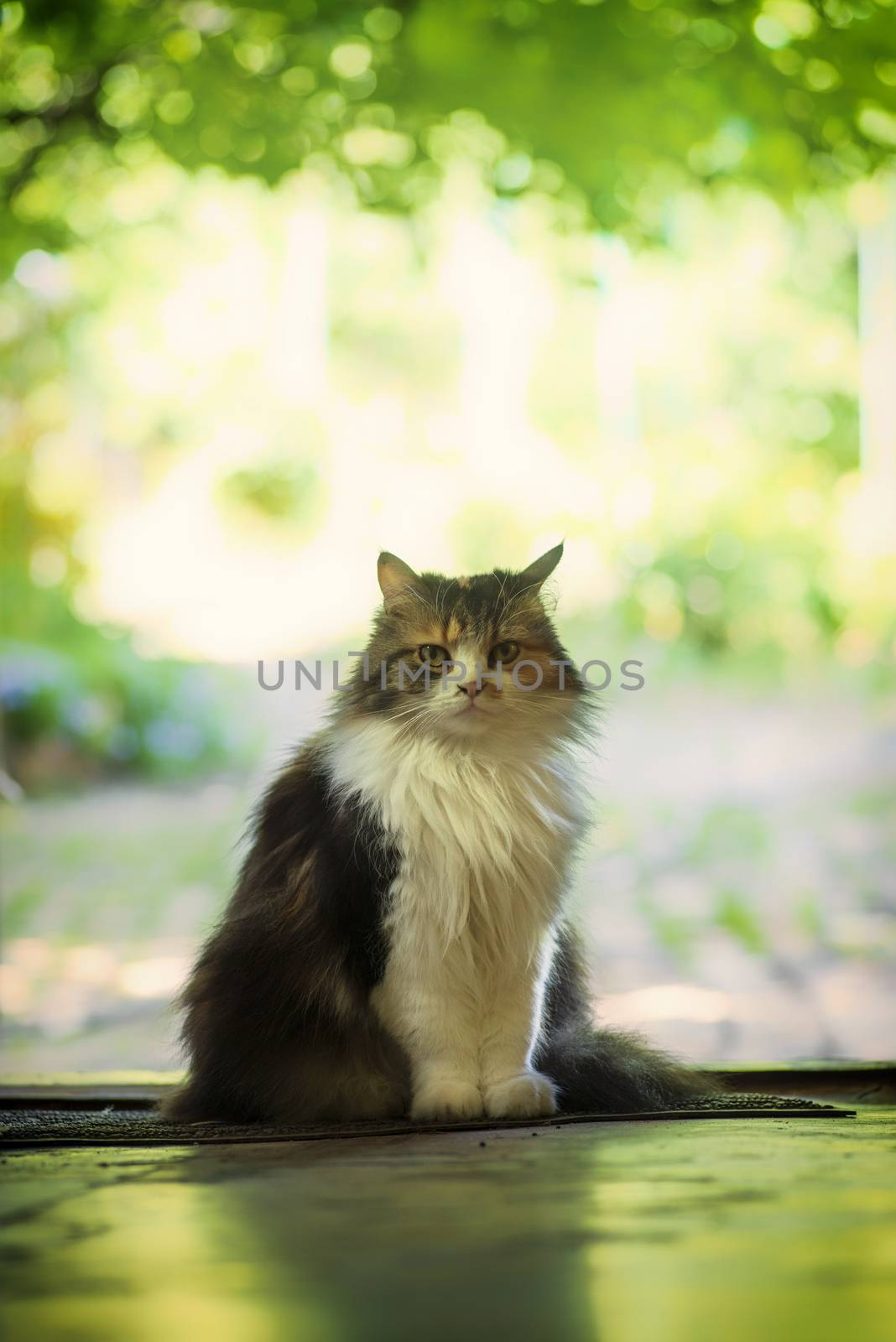 A multi-colored cat sits on the doorstep of the house. Pets.. Cat closeup. by nkooume