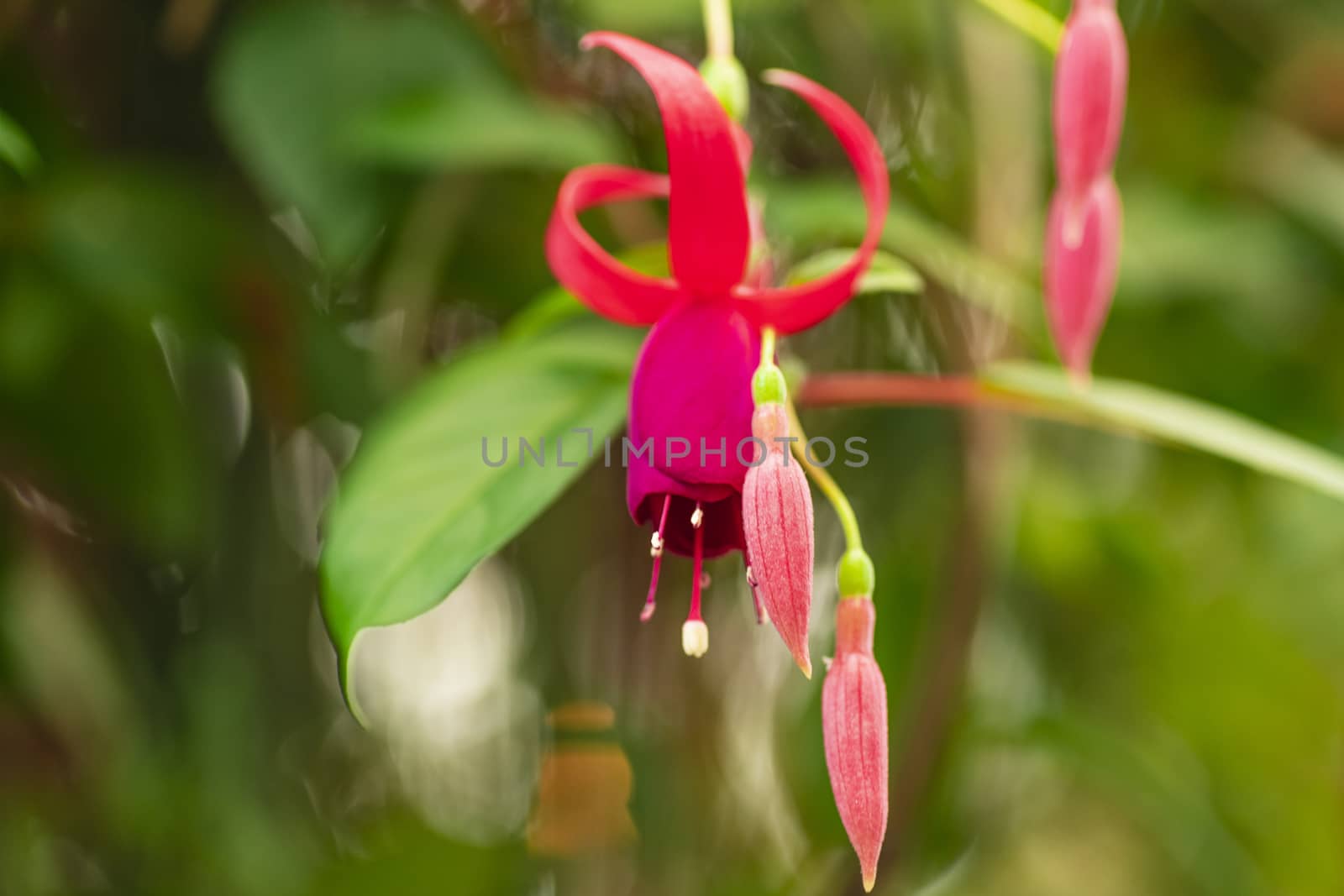 Fuchsia Flower.Pink Fuchsia Alisson Bel flowers growing on bush in garden.Beautiful fuchsia