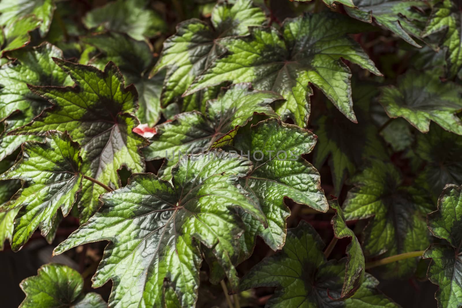 Fresh Green Leaves Red Veins of Begonia Plant,Leaf of Begonia