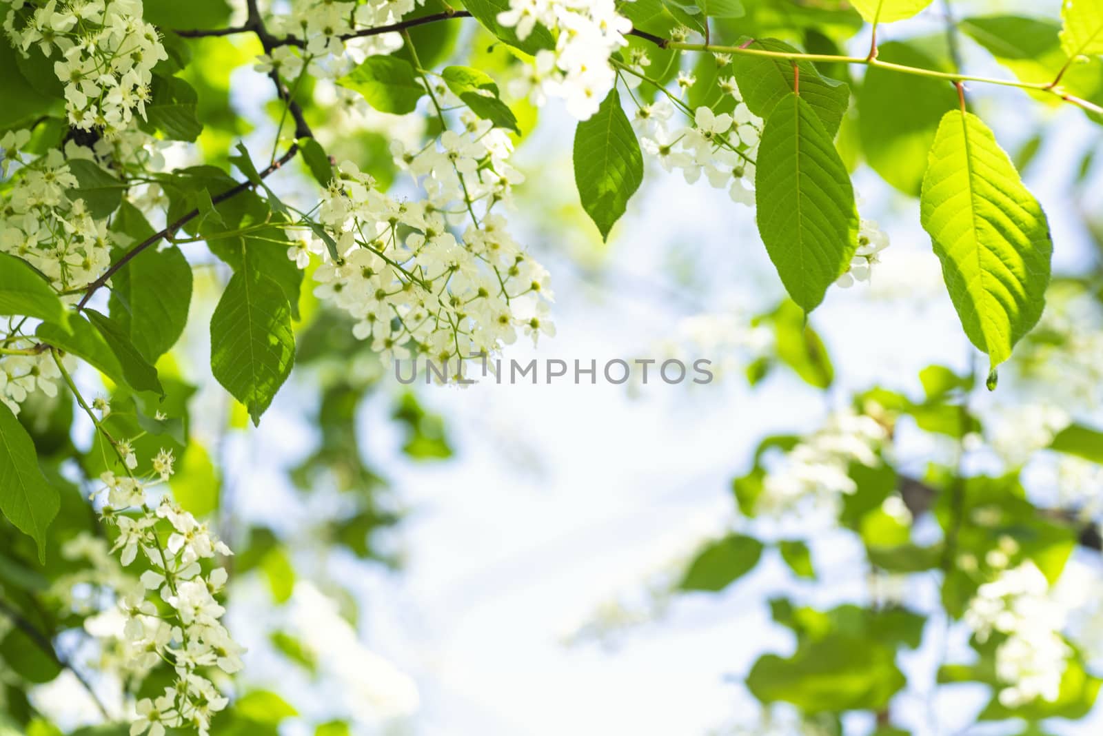 White beautiful blooming bird cherry in the spring sunny day. Flowers bird cherry tree. Springtime concept.White bird cherry.Blossoming bird-cherry.