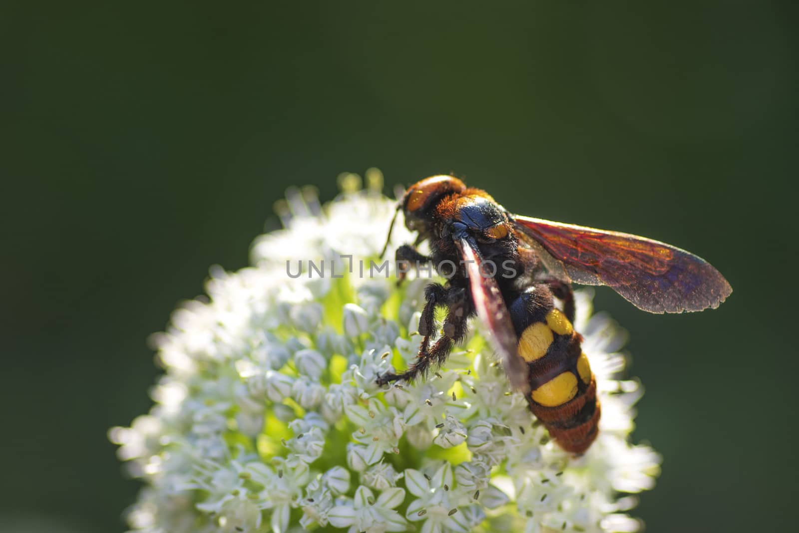 Megascolia maculata. The mammoth wasp. Scola giant wasp on a onion flower. Scola lat. Megascolia maculata is a species of large wasps from the family of scaly . by nkooume