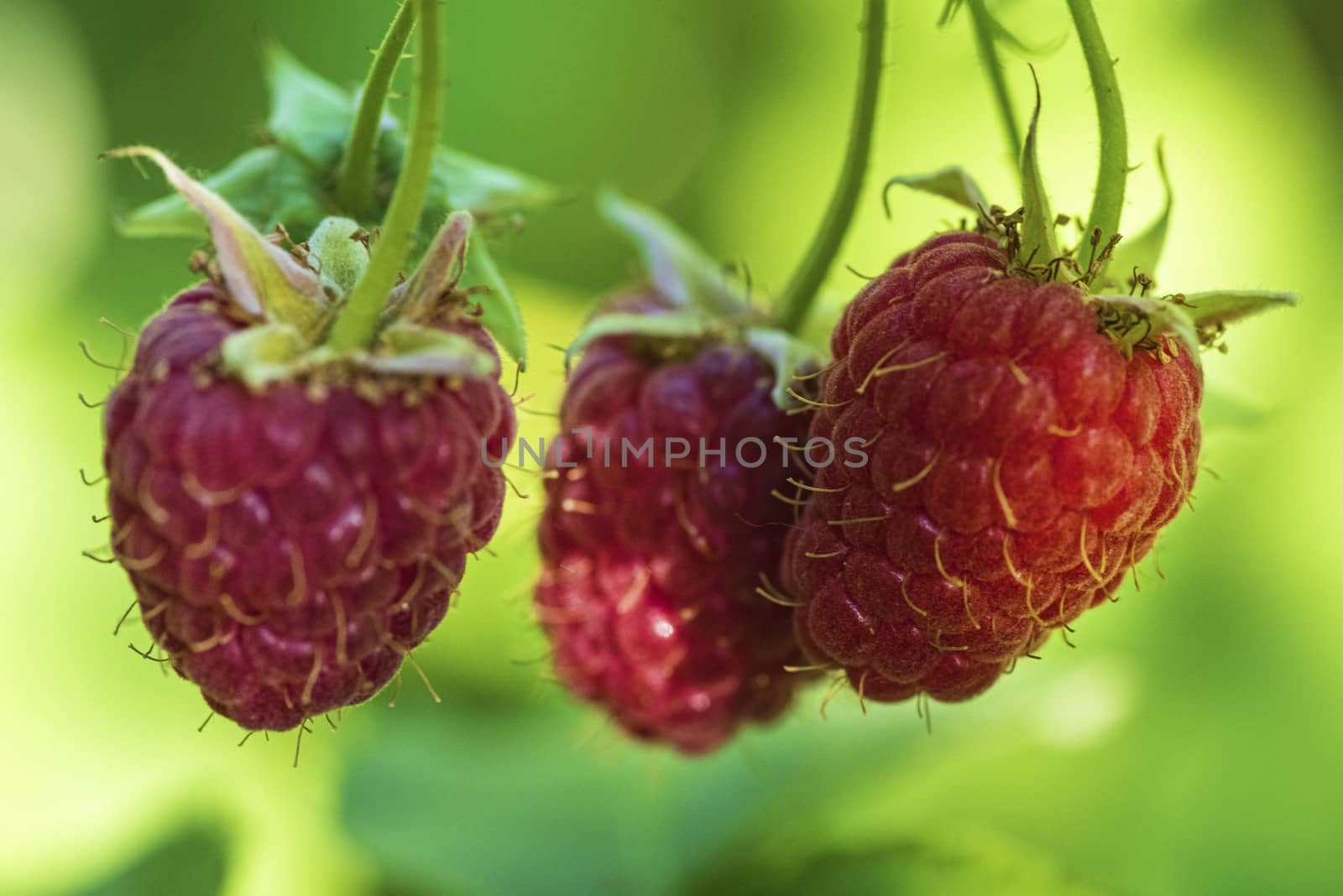 Red raspberry with leaf on green background. lose-up of the ripe raspberry in the fruit garden,ripe raspberry.