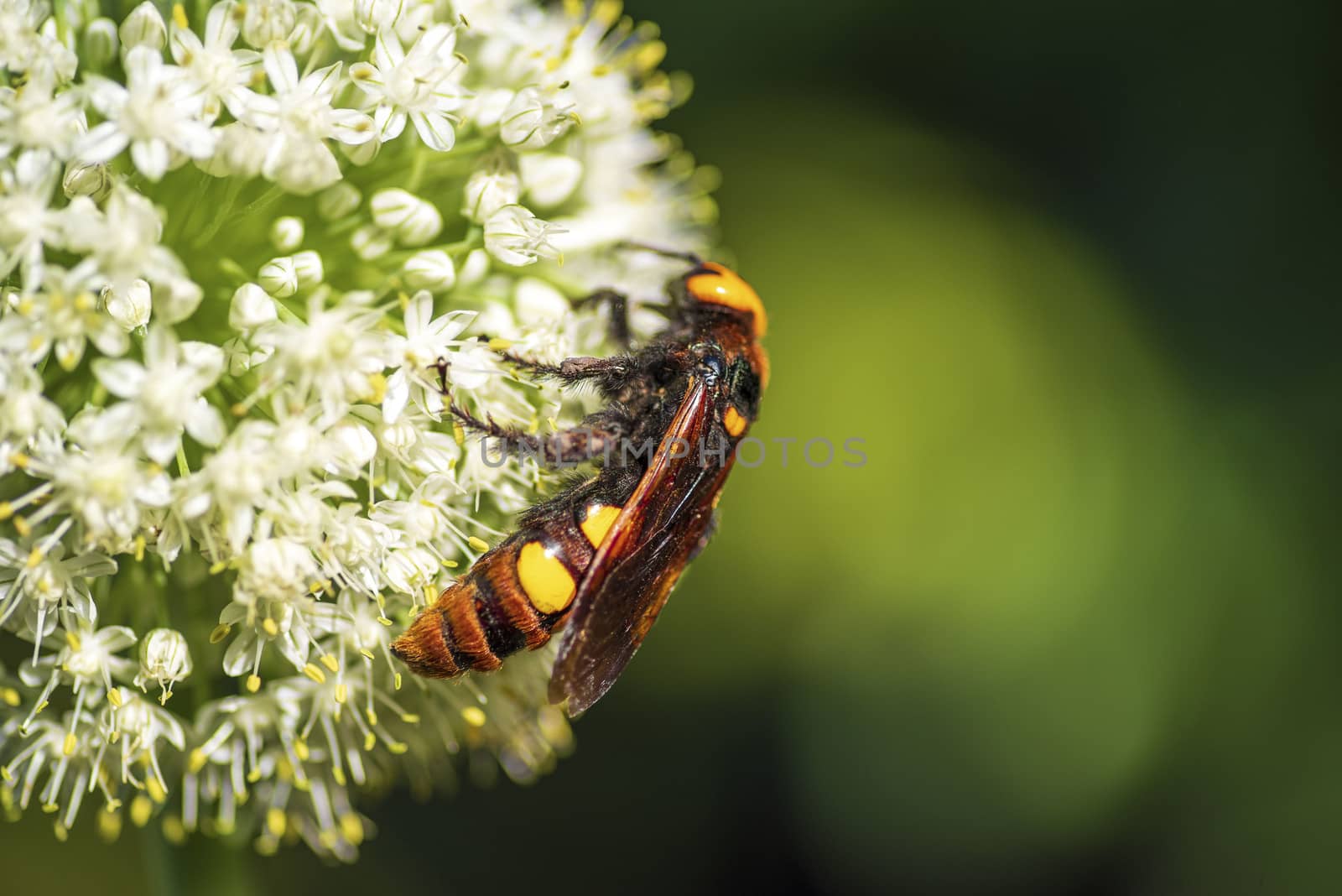 Megascolia maculata. The mammoth wasp. Scola giant wasp on a onion flower. Scola lat. Megascolia maculata is a species of large wasps from the family of scaly . by nkooume