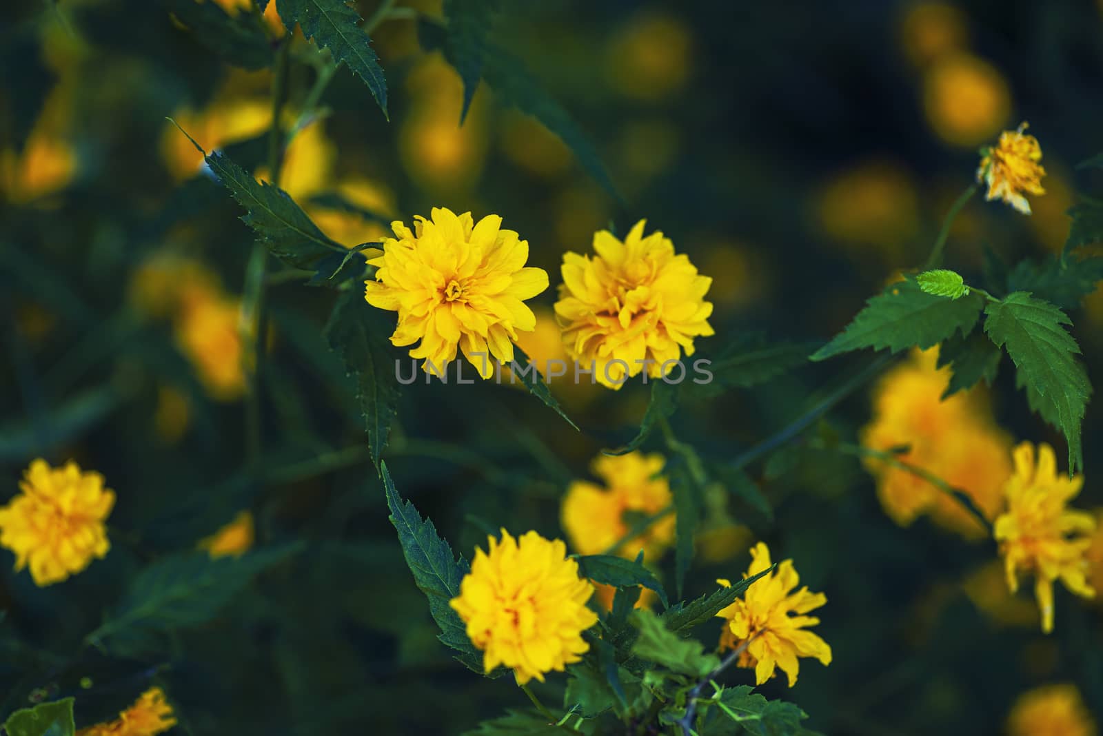 Blossoming yellow flower background, natural wallpaper. Flowering decorative japanese kerria terry branch in spring.