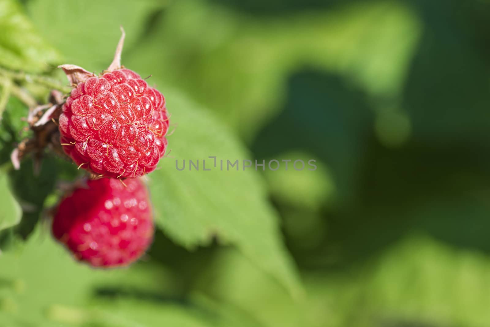 Red raspberry with leaf on green background. lose-up of the ripe raspberry in the fruit garden,ripe raspberry.