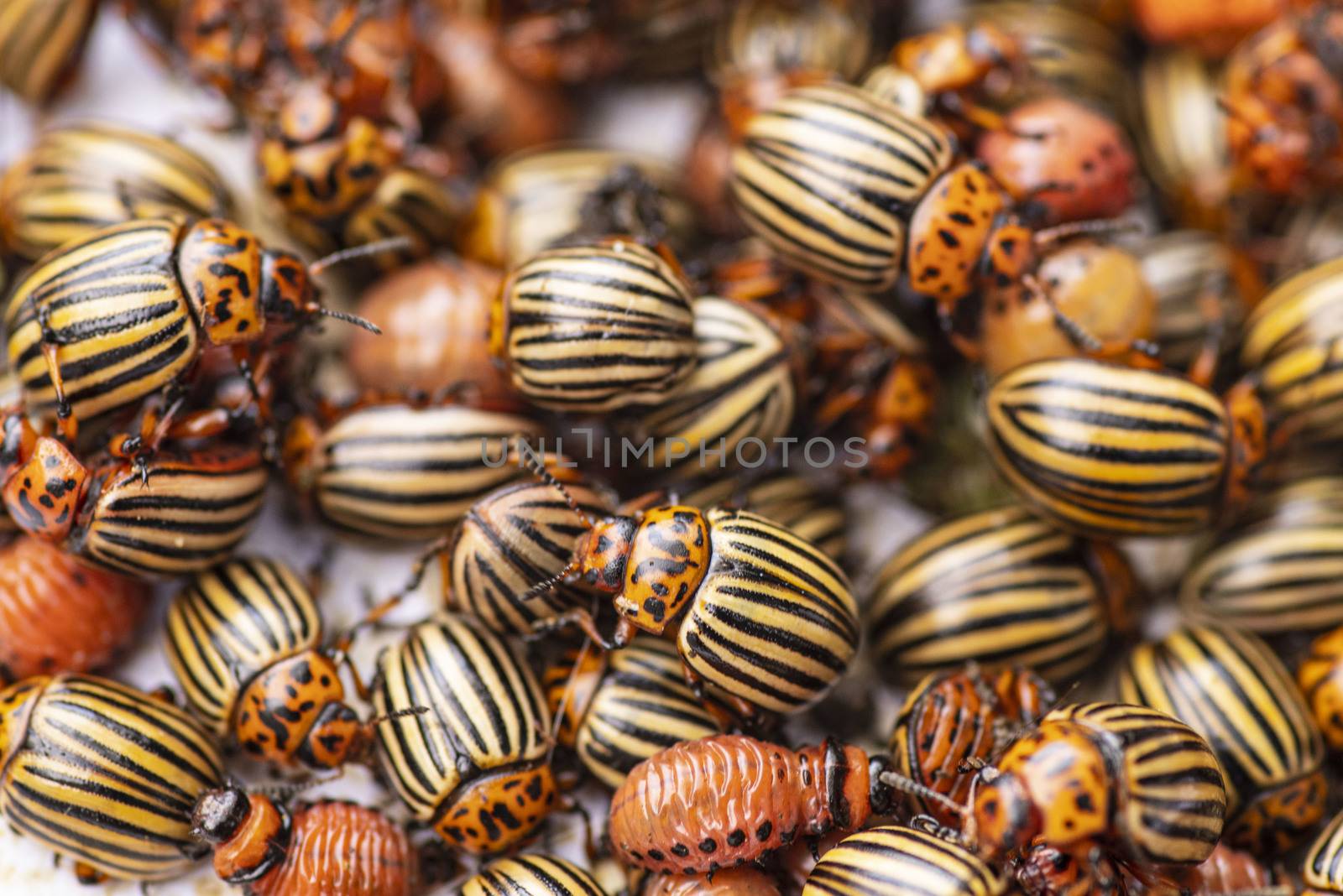 Many Colorado potato beetle.Potato bugs on foliage of potato in nature, natural background, close view.Colorado beetle eats a potato leaves young.Colorado potato beetle on a light background.