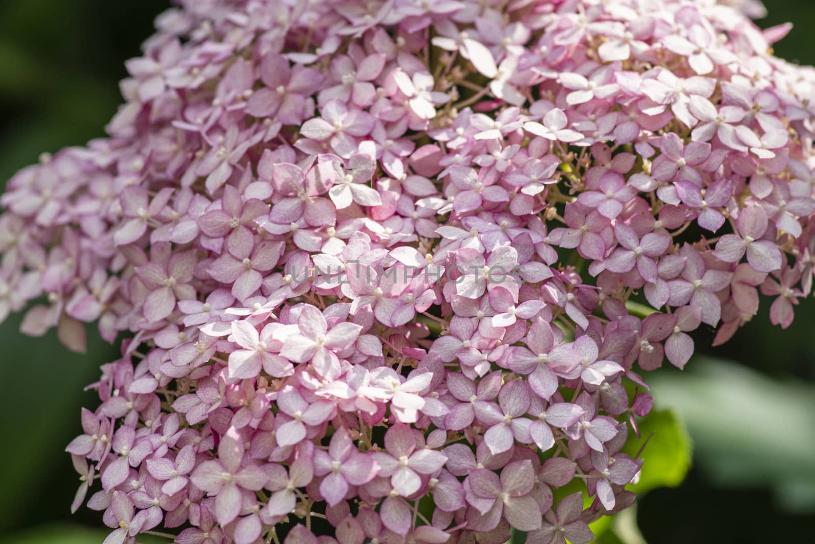 Flowers are blooming in spring and summer .Hydrangea macrophylla blooming in a gardenBeautiful flowers background and pattern. Hydrangea bushes are lilac, violet, pink.Close-up