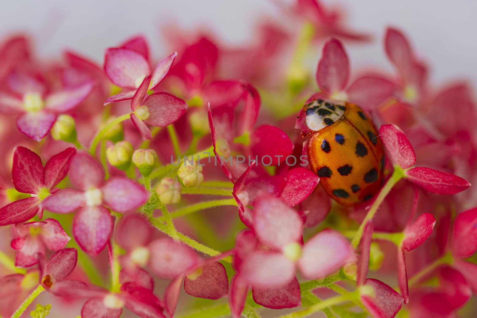 ladybug sits on a flower . Insects, ladybug close-up. Soft and selective focus.