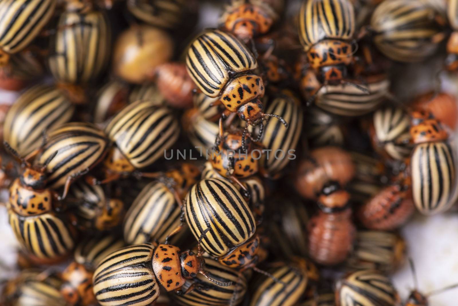 Many Colorado potato beetle.Potato bugs on foliage of potato in nature, natural background, close view.Colorado beetle eats a potato leaves young.Colorado potato beetle on a light background.