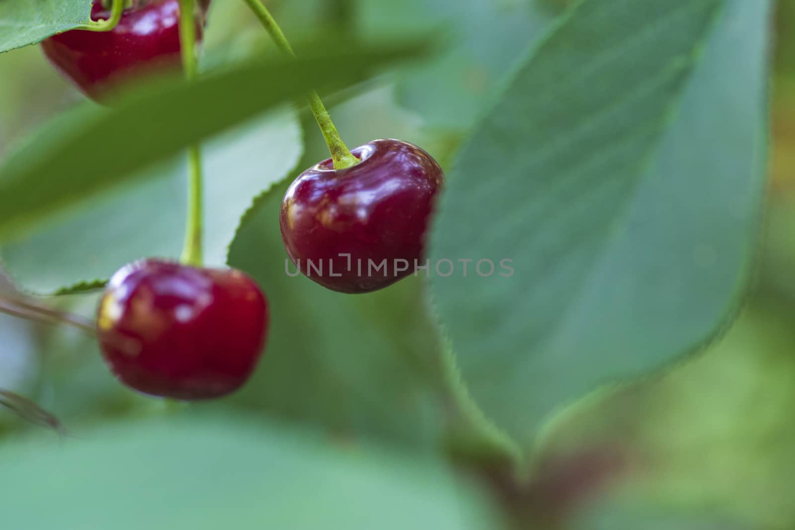 Cherries hanging on a cherry tree branch.Red organic cherries on a branch of cherry tree,branch-macro,ripe cherries on a branch.