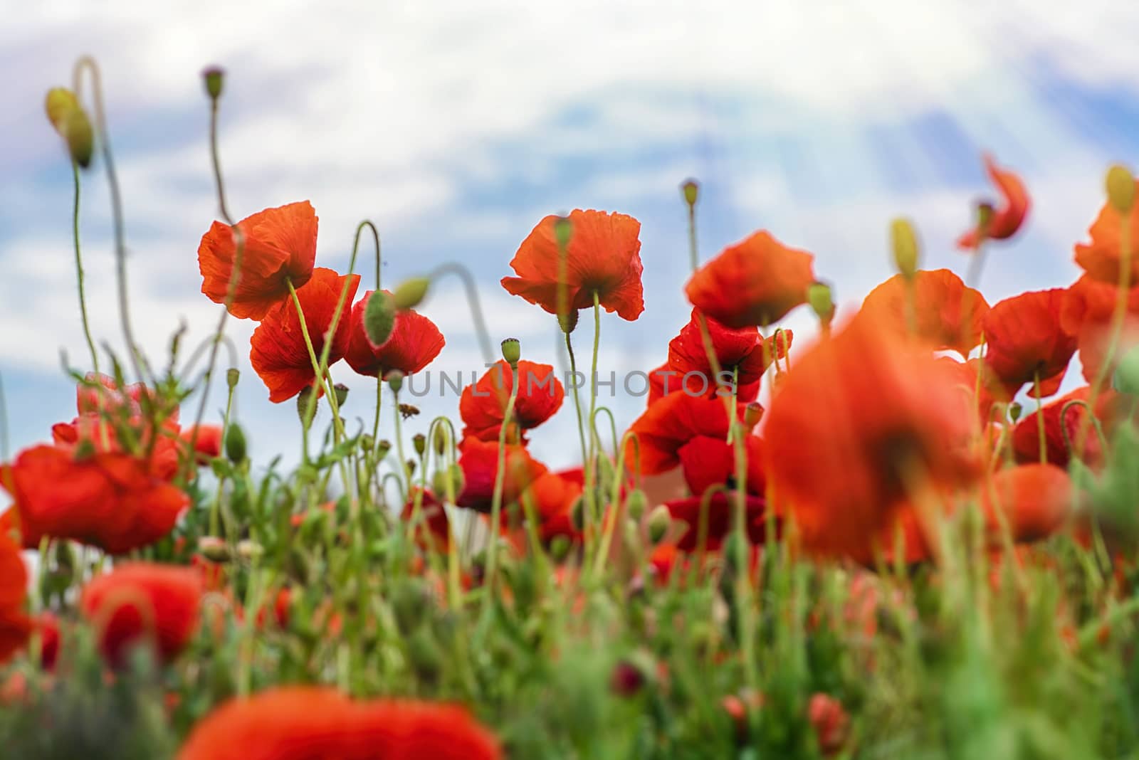 Wonderful springtime of wallpaper. Red poppies on the field on a sunny day.Ecology concept. Beauty world.