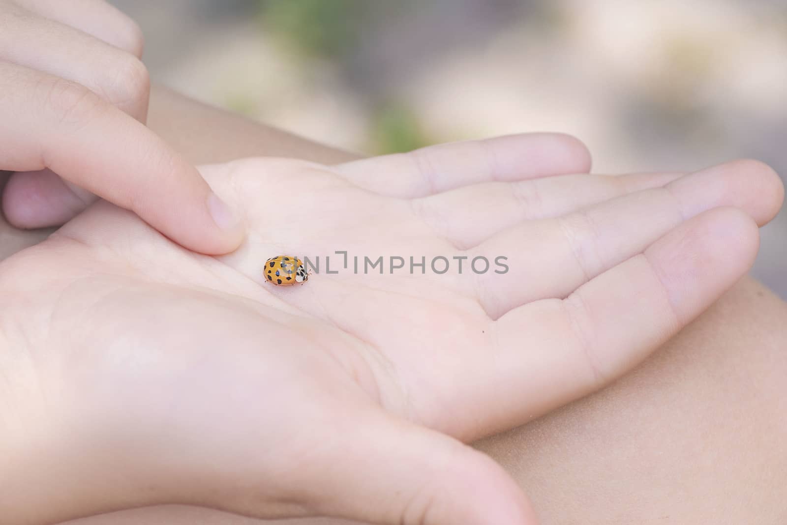 ladybug close-up on the palm.Insects, ladybug on the palm close up. Soft and selective focus.