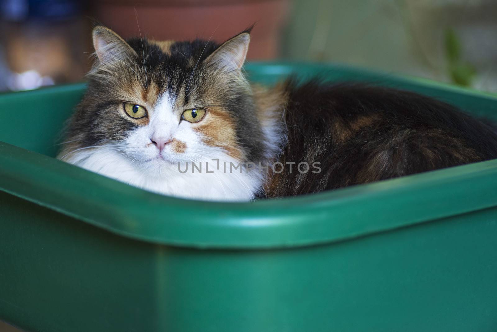 Cat sit in plastic basin.Closeup of a cat in a basin.Three colored cat sitting in a green basin for washing.