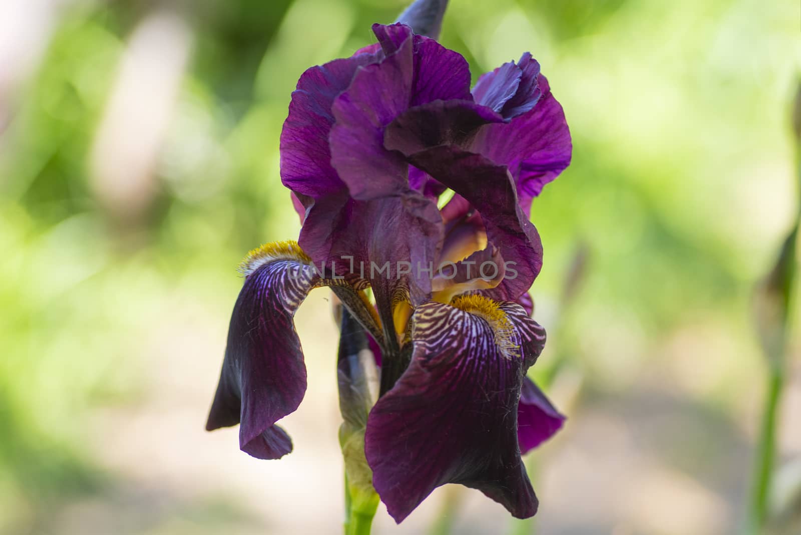 Close up of purple Japanese iris flowers