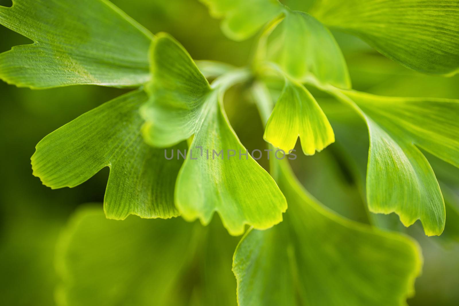 Green leaves in golden sunshine. Natural blurred background. Gingko biloba leaves in nature with sunshine