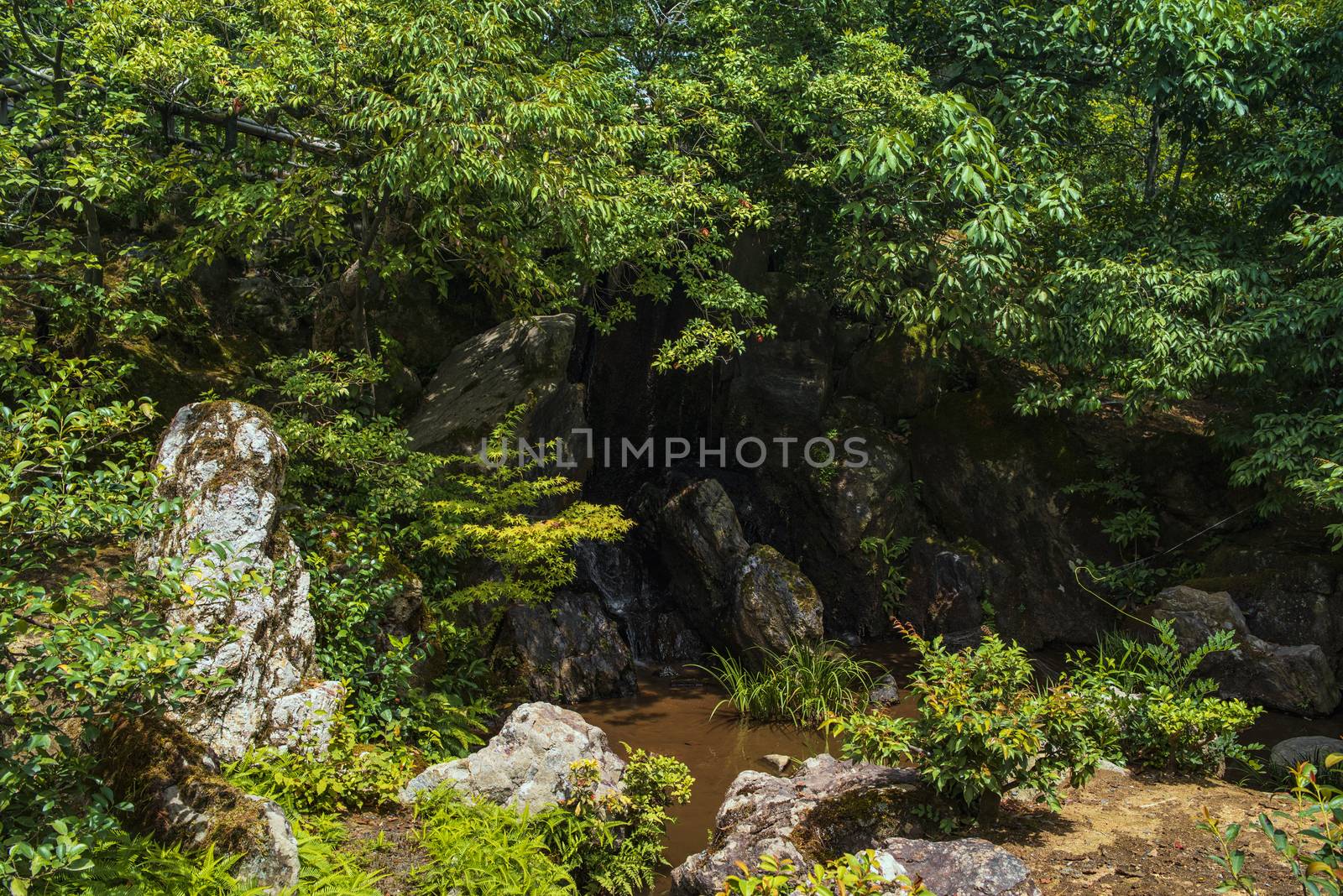 Japan,beautiful japanese green park in summer time