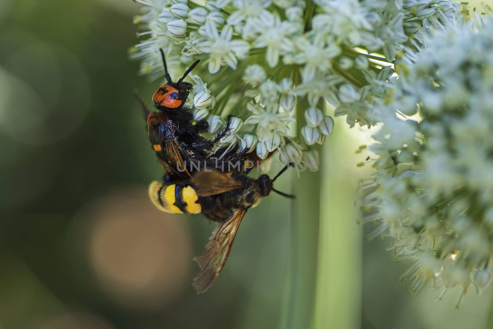 Megascolia maculata. The mammoth wasp. Scola giant wasp on a onion flower. Scola lat. Megascolia maculata is a species of large wasps from the family of scaly . by nkooume