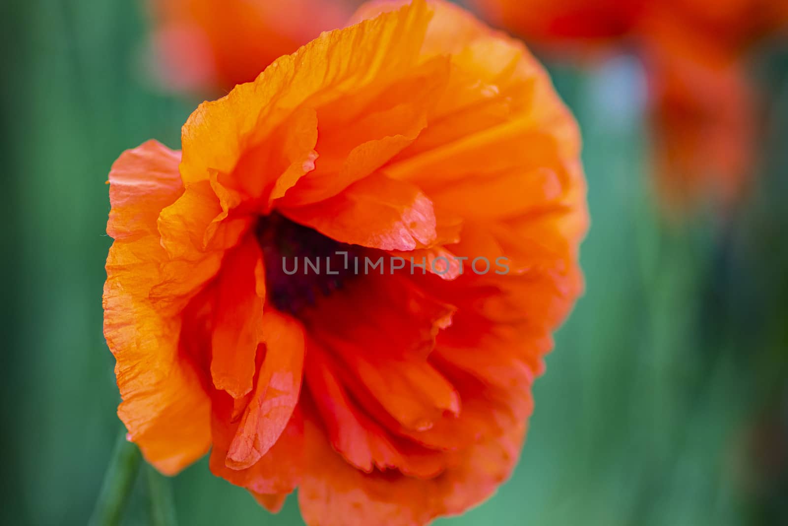 Red poppies on a field on a summer sunny day.In poppies field.Summer and spring, landscape, poppy seed. Opium poppy, botanical plant, ecology. Drug and love intoxication, opium, medicinal.