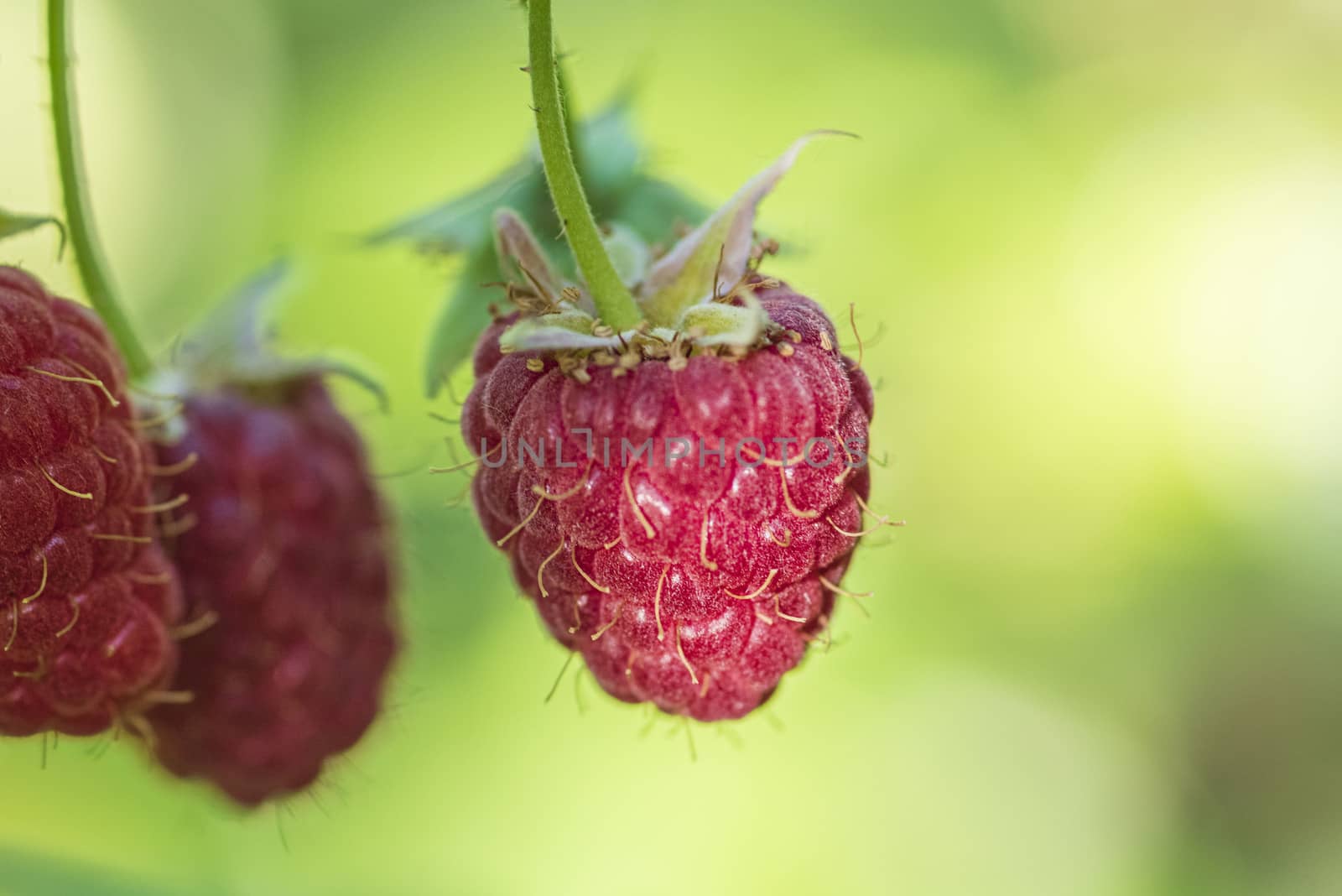 Red raspberry with leaf on green background. lose-up of the ripe raspberry in the fruit garden,ripe raspberry.