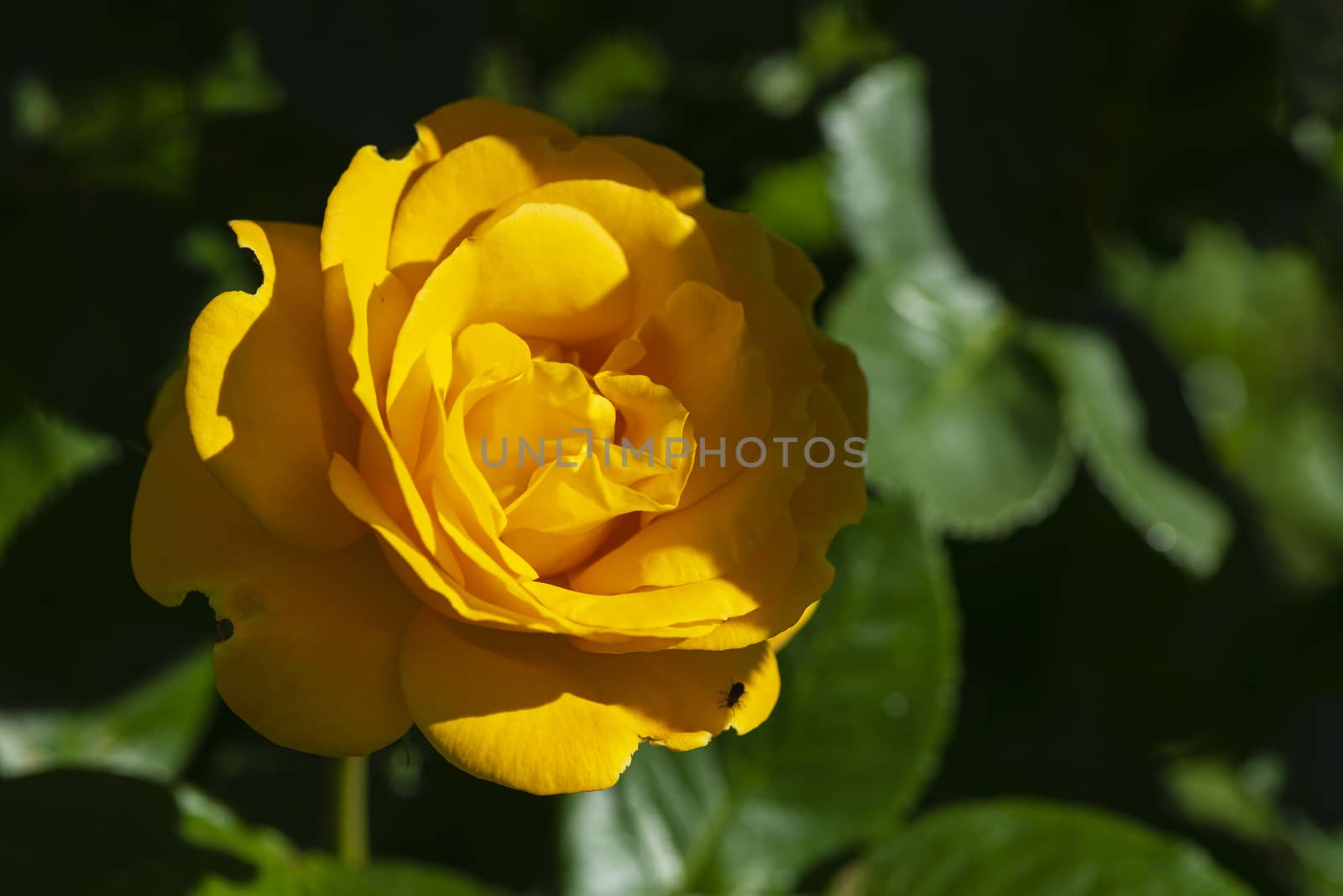 Close up of a delicate yellow rose in a garden in a sunny summer day.Yellow rose flower in the garden. Rose blossoms on a summer sunny day.