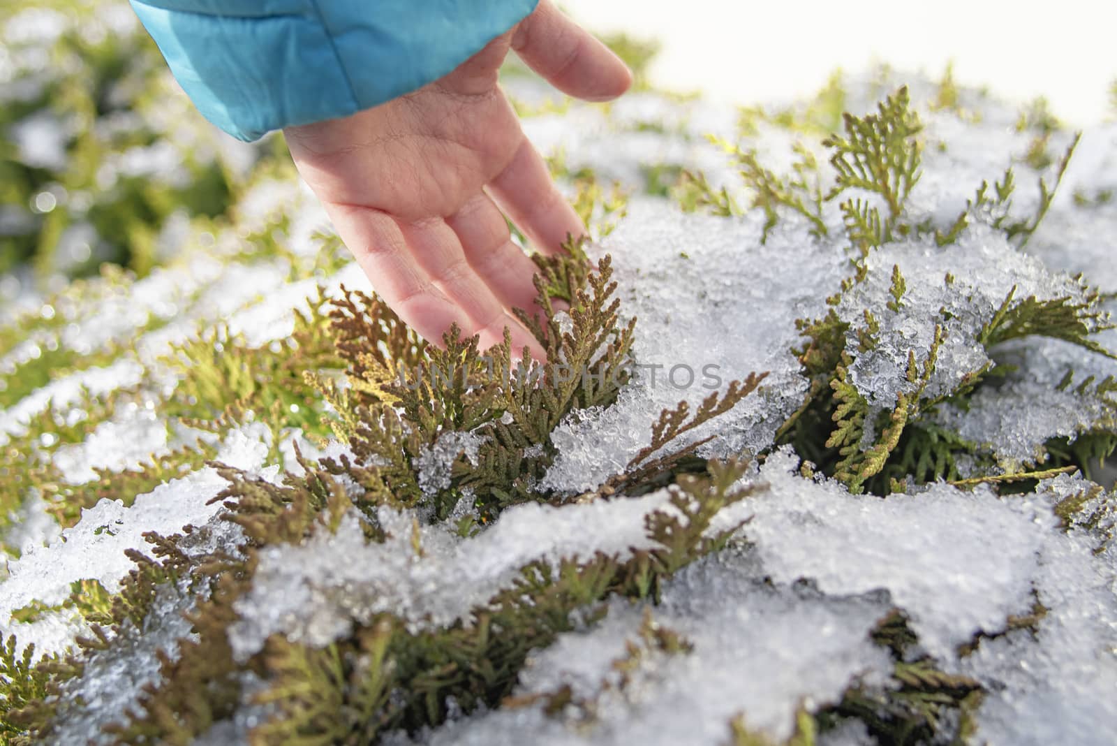 The Children's hand gently touches the sharp needles of frost on the branch close-up. Beautiful winter seasonal natural background.