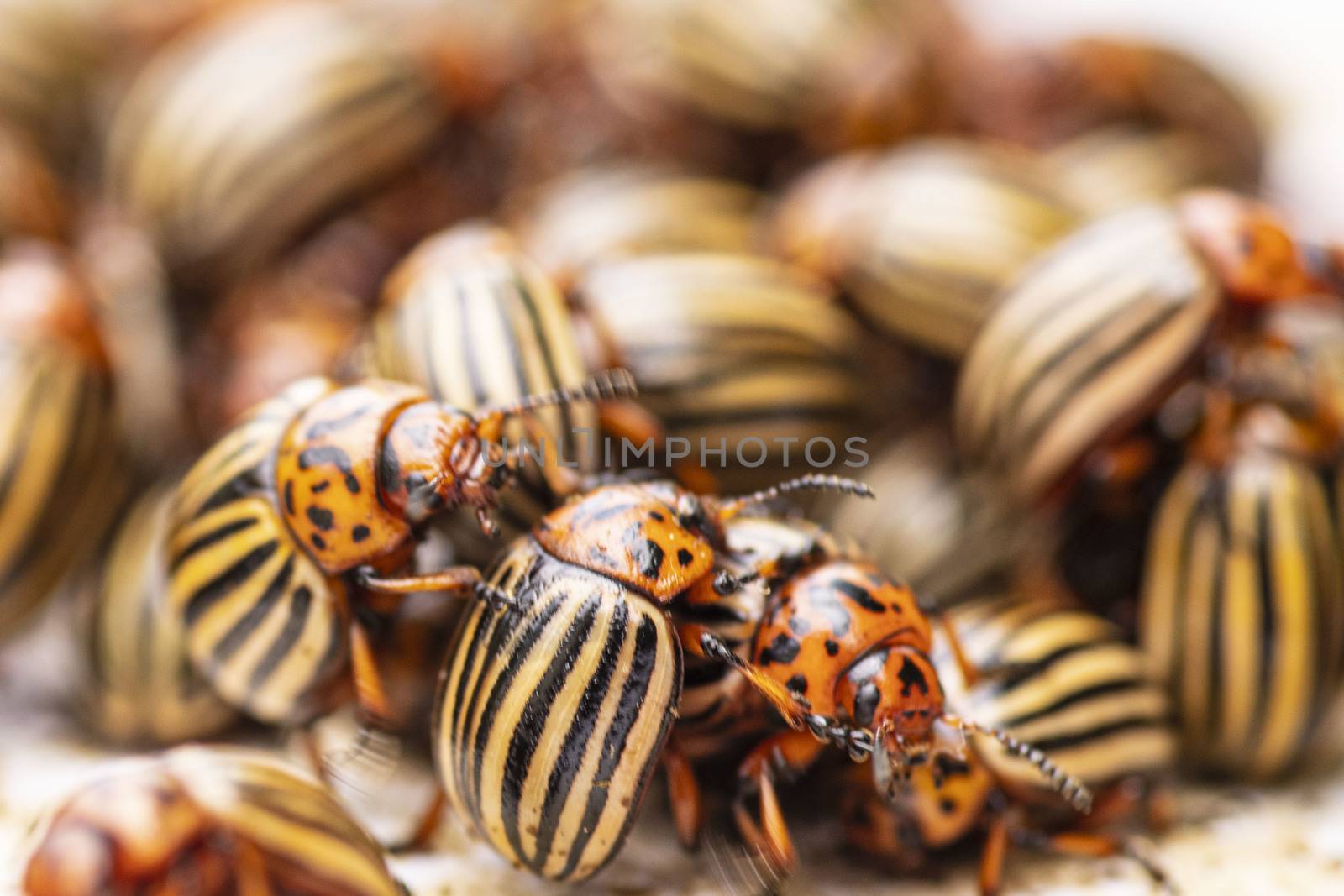 Many Colorado potato beetle.Potato bugs on foliage of potato in nature, natural background, close view.Colorado beetle eats a potato leaves young.Colorado potato beetle on a light background.