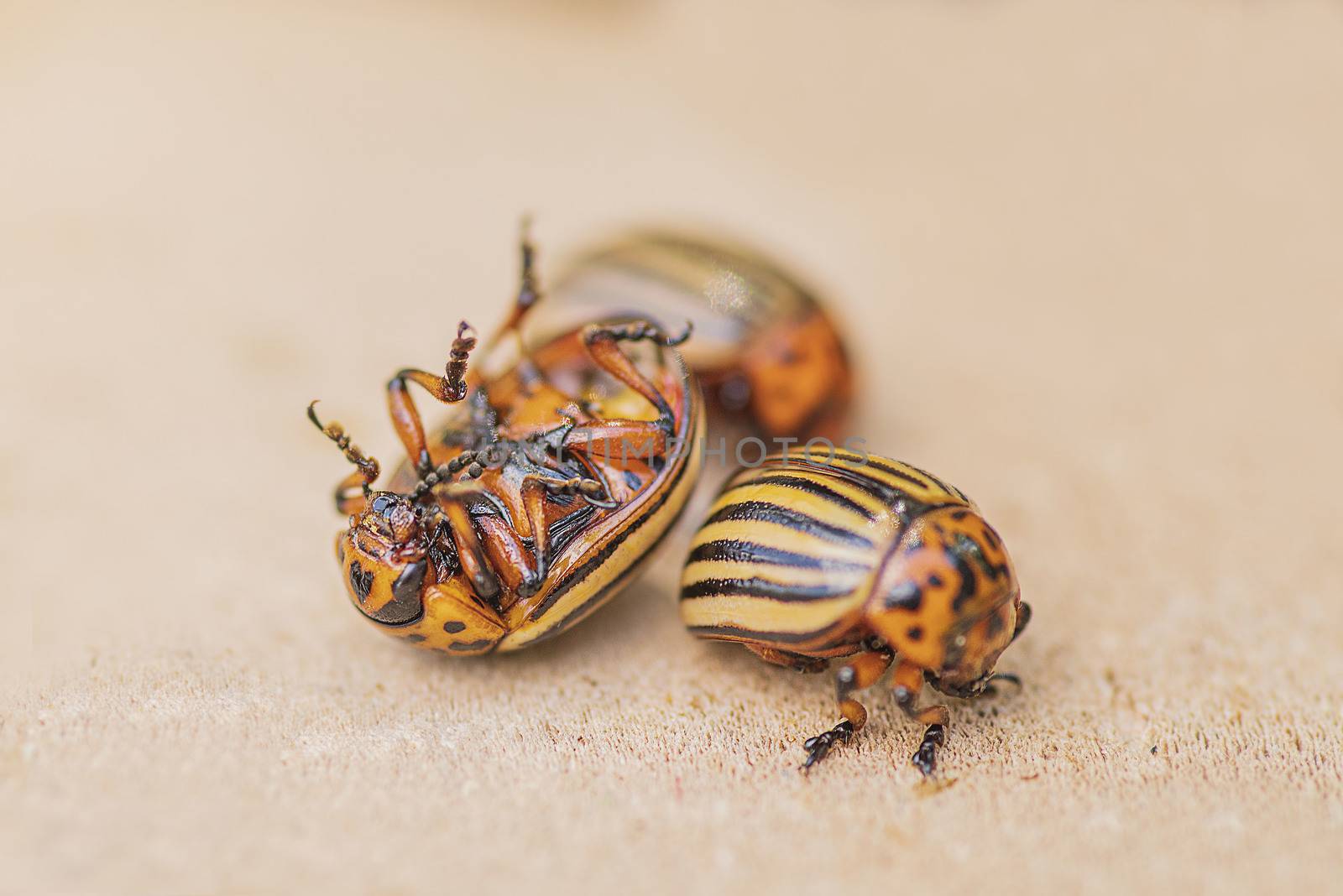 Many Colorado potato beetle.Potato bugs on foliage of potato in nature, natural background, close view.Colorado beetle eats a potato leaves young.Colorado potato beetle on a light background.