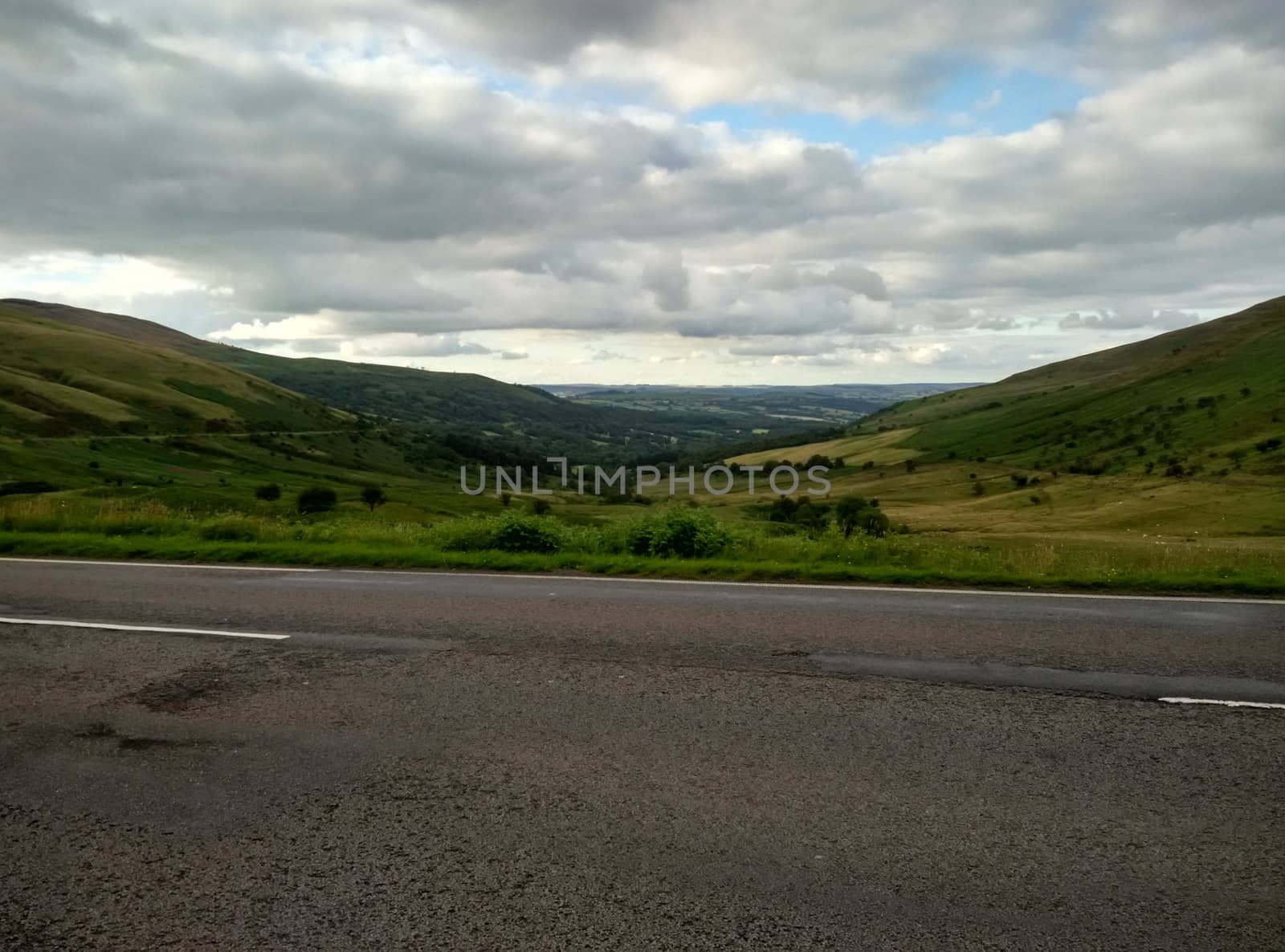 a wayside meadow in Scotland