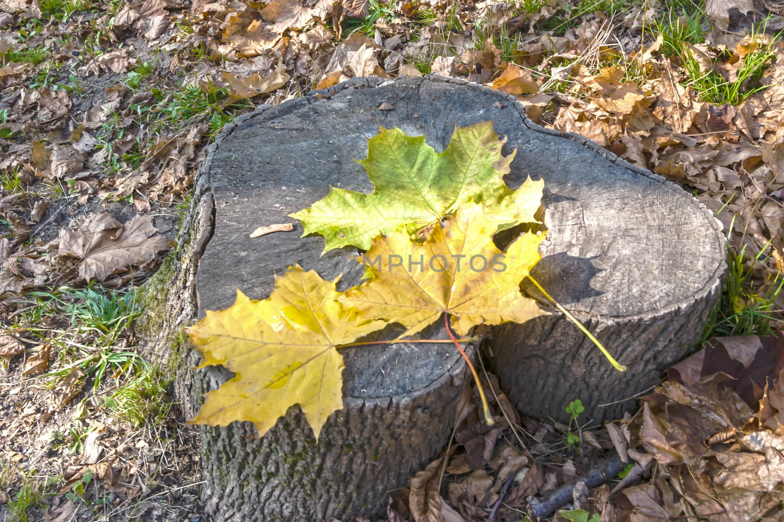 Fallen, autumn maple leaves lie on a stump.