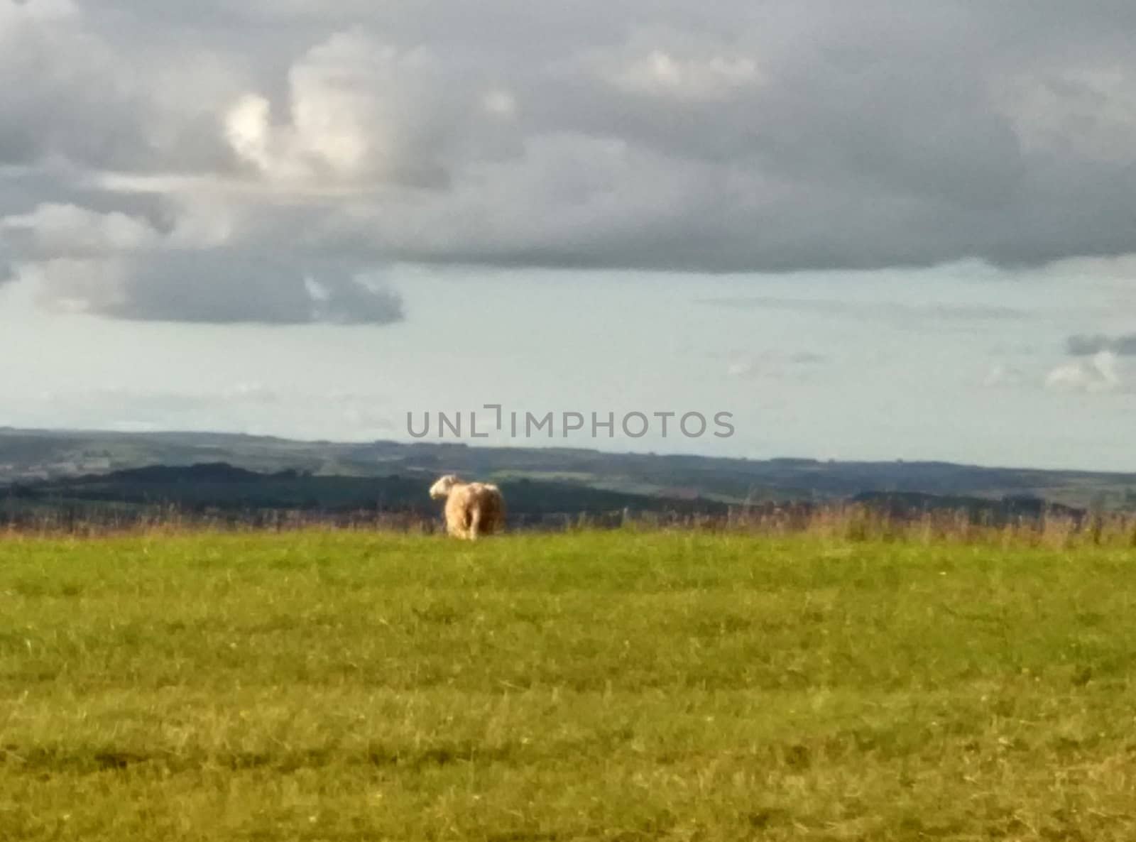 a meadow in Scotland