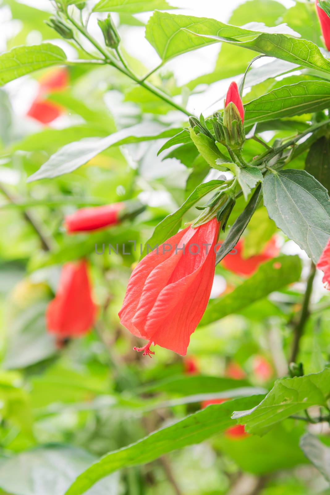 Shallow DOF red hibiscus flower and buds in Vietnamese garden fence by trongnguyen