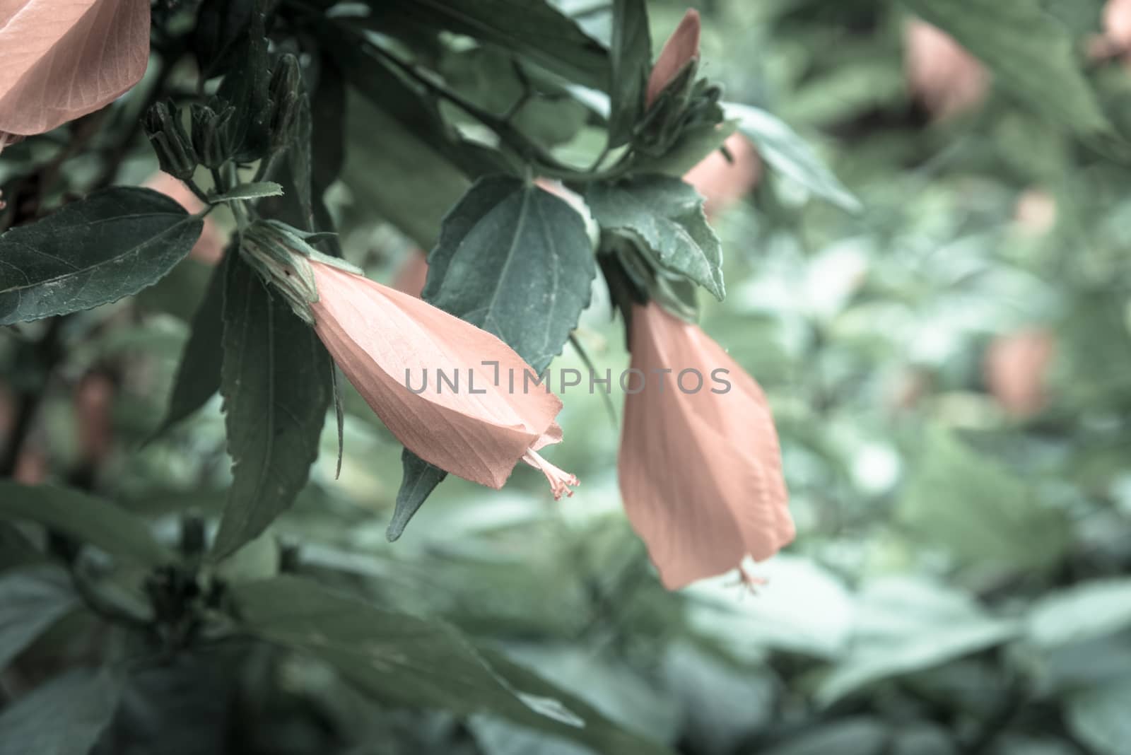 Vintage tone selective focus tropical red hibiscus flower and buds on the bush green hedge at Vietnam garden fence. Floral in early and senescent stage