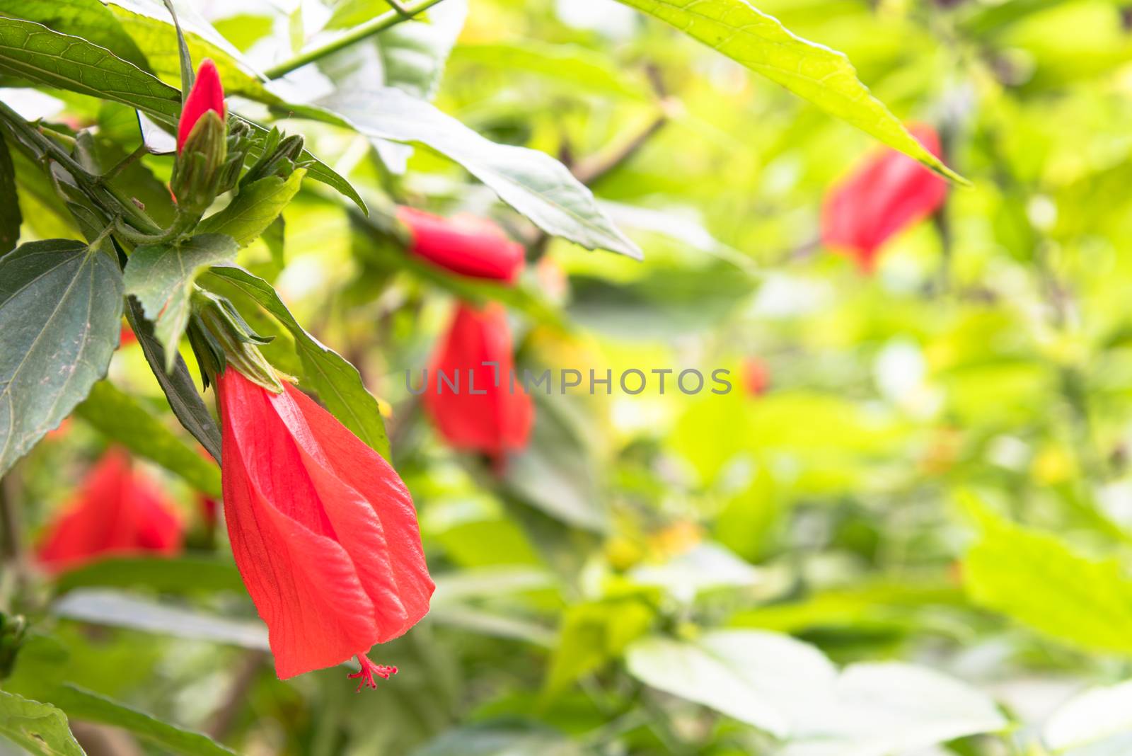 Selective focus tropical red hibiscus flower and buds on the bush green hedge at Vietnam garden fence. Floral in early and senescent stage