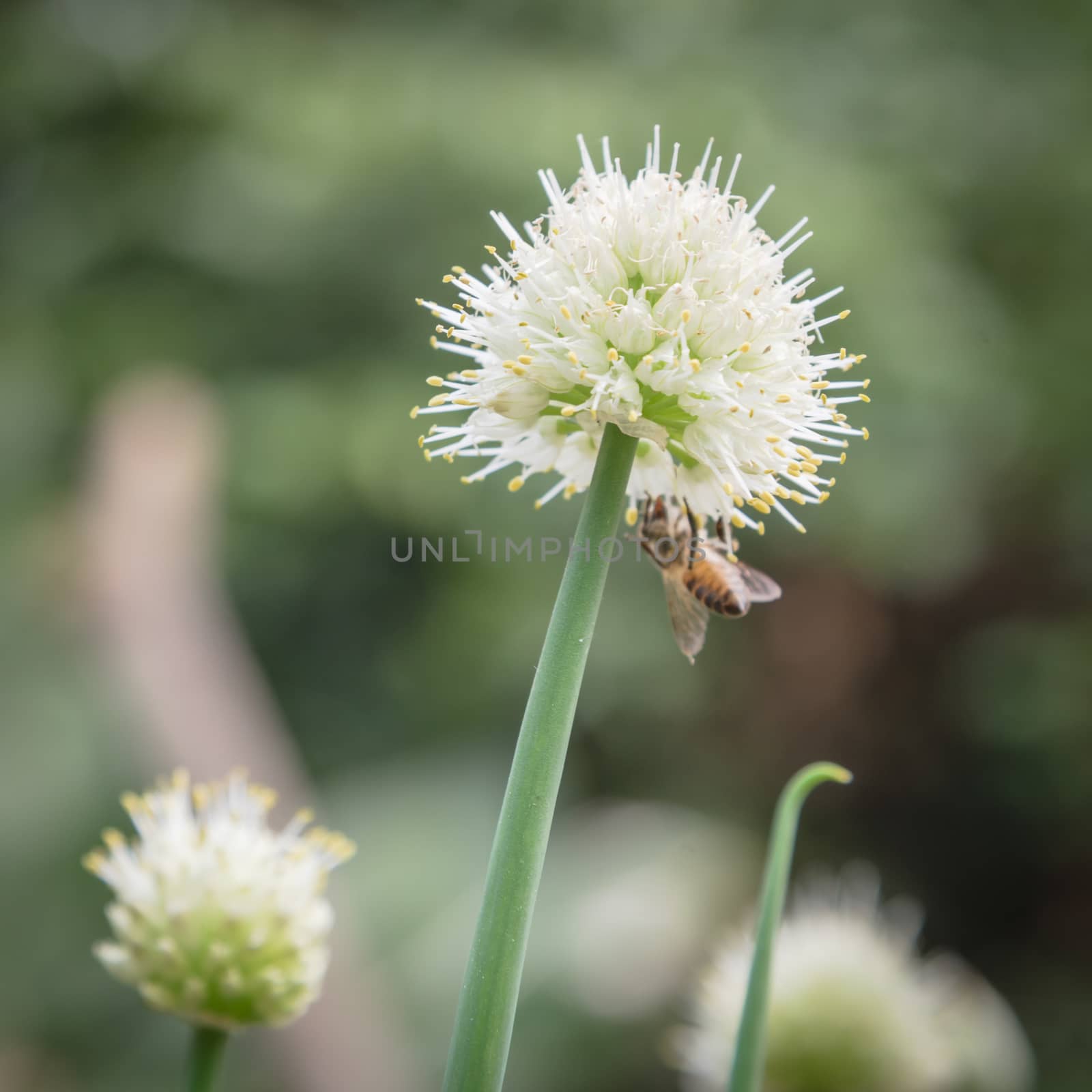 Busy bee on organic scallions flowering at rural garden in the North Vietnam by trongnguyen