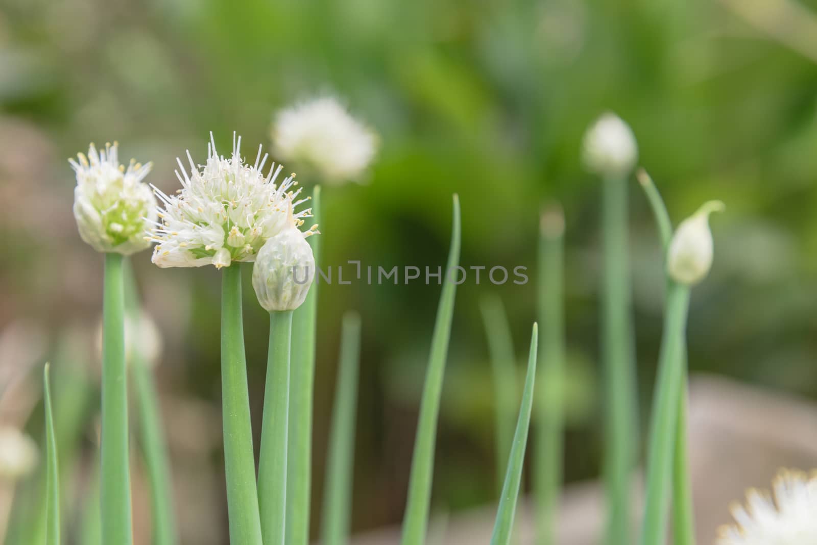 Green onion scallions flowering at organic garden in rural Vietnam during Spring time. Spice herb flower buds close-up