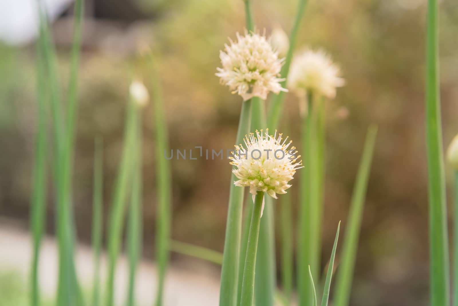 Green onion scallions flowering at organic garden in rural Vietnam during Spring time. Spice herb flower buds close-up