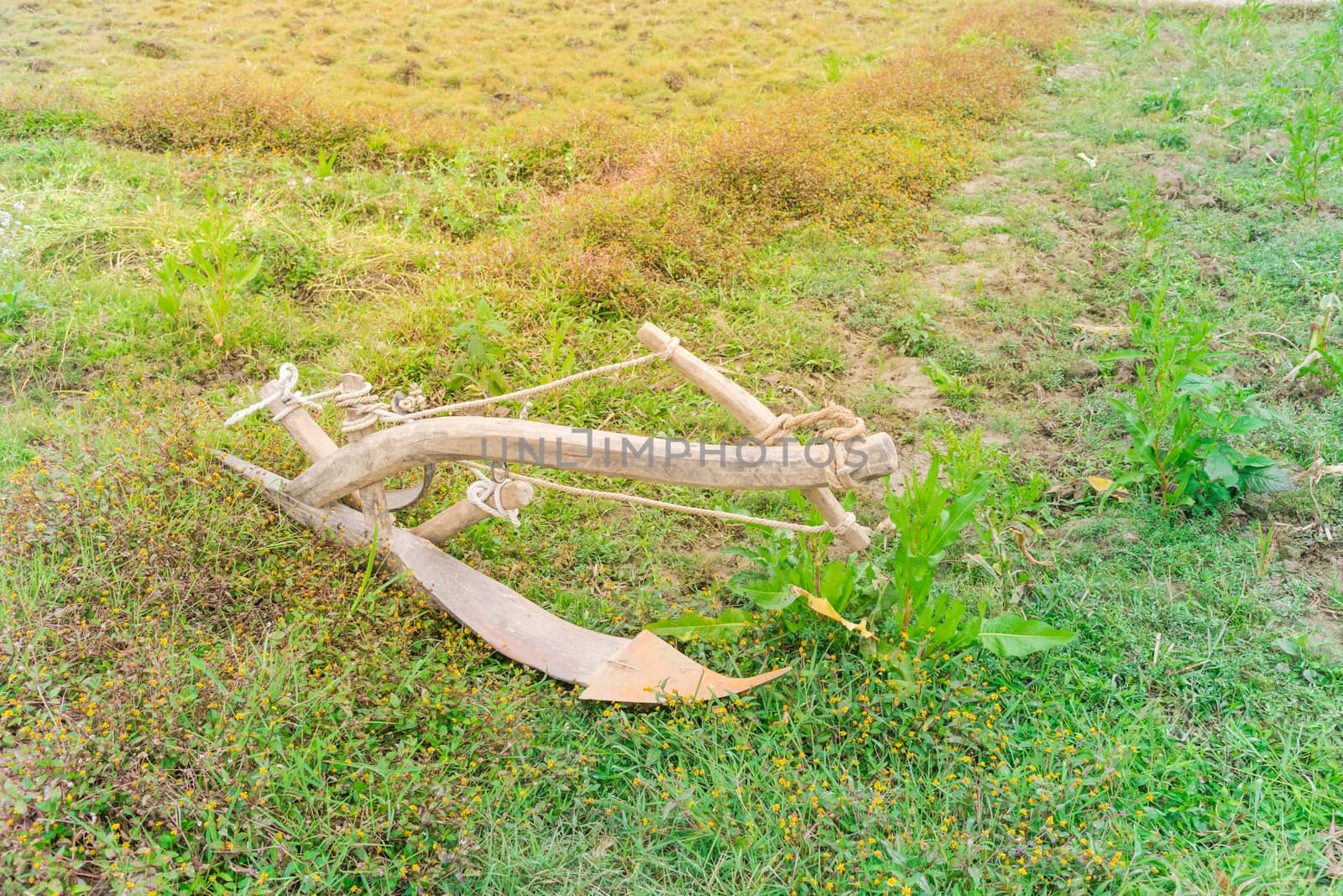 Fallow rice field with ancient plow at Lao Cai, North Vietnam. It is attached to a buffalo or a bull to turn soil. Traditional and manual agricultural tool concept.