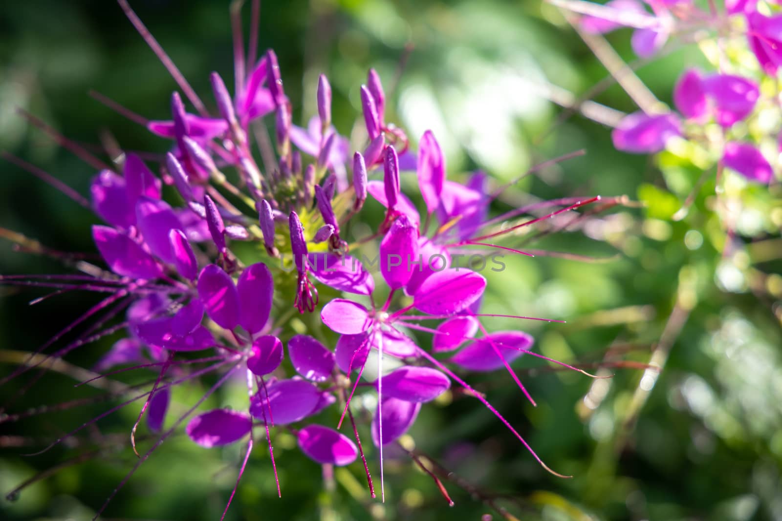 The background image of the colorful flowers by teerawit