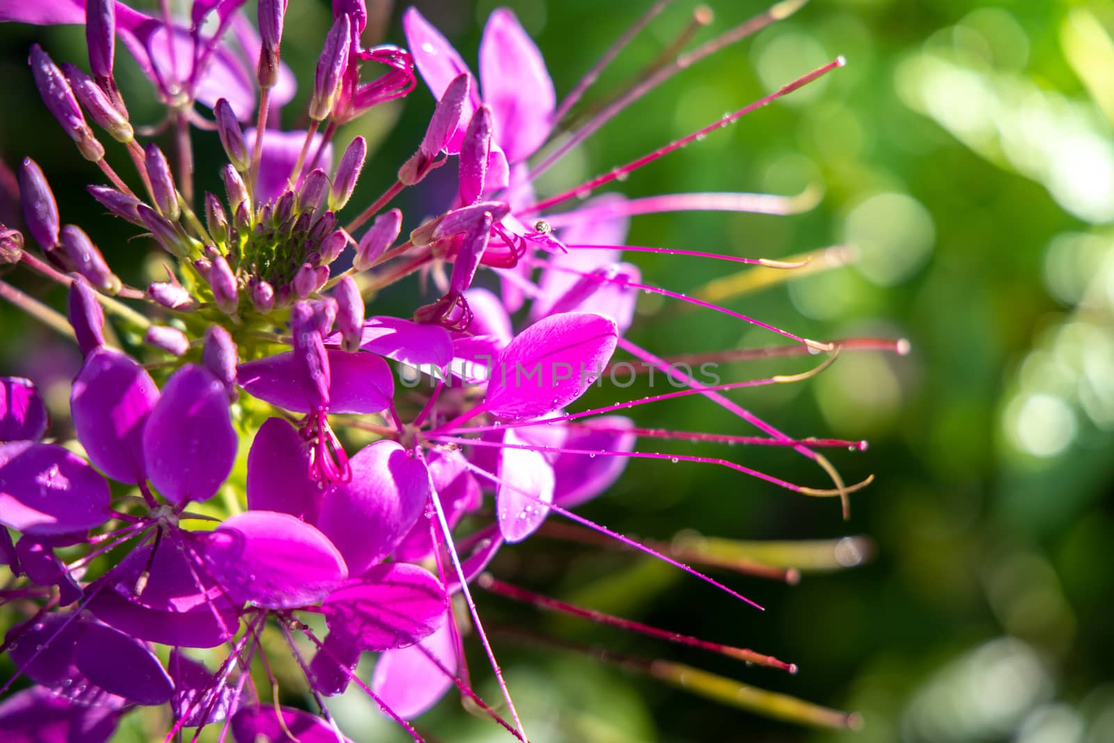 The background image of the colorful flowers by teerawit