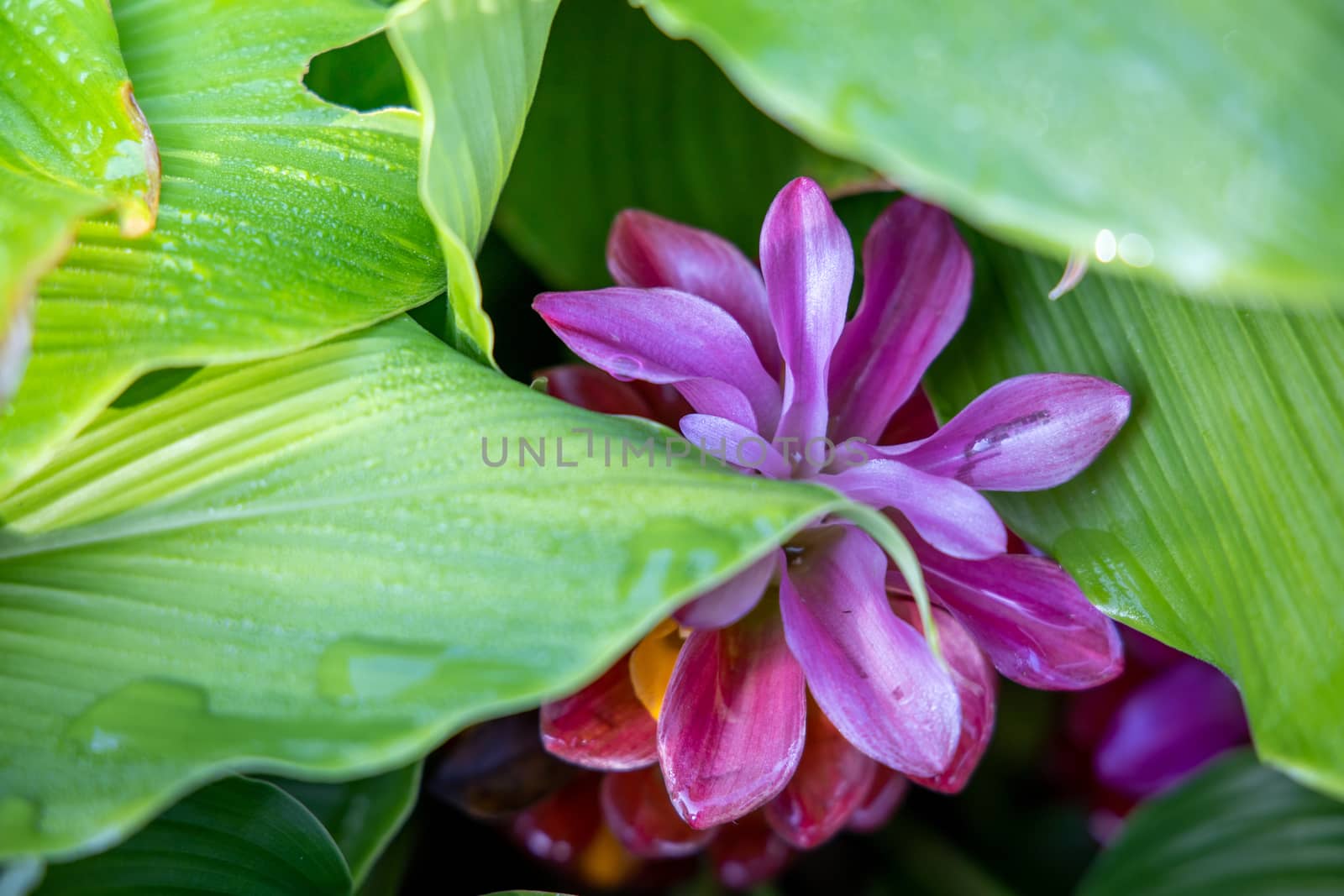 The background image of the colorful flowers, background nature