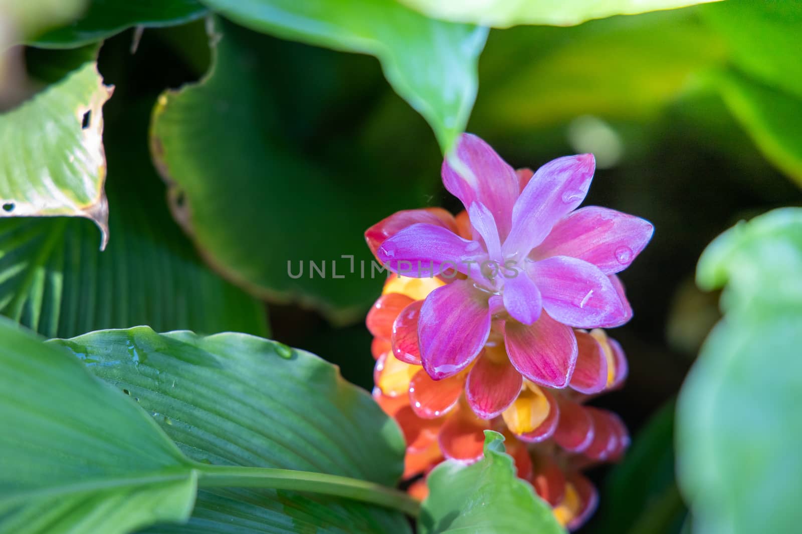 The background image of the colorful flowers by teerawit