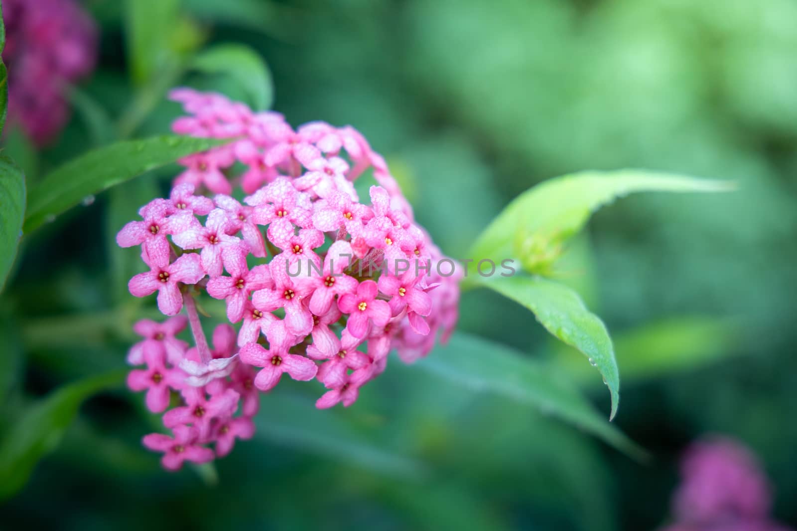 The background image of the colorful flowers by teerawit