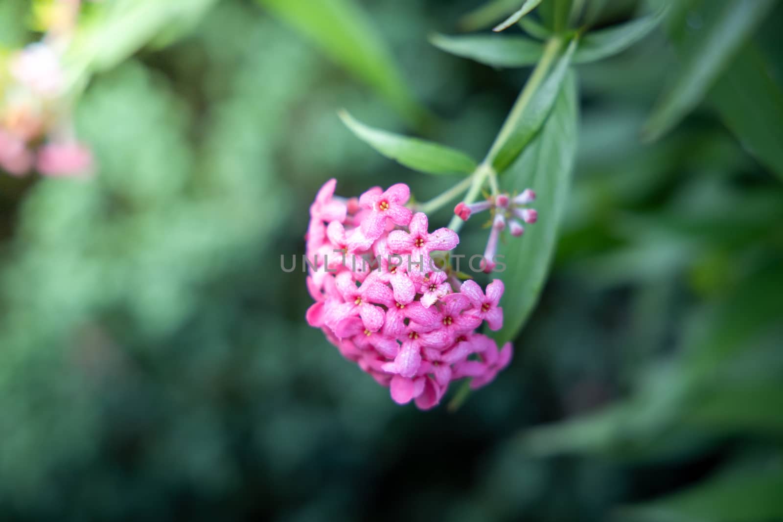 The background image of the colorful flowers by teerawit