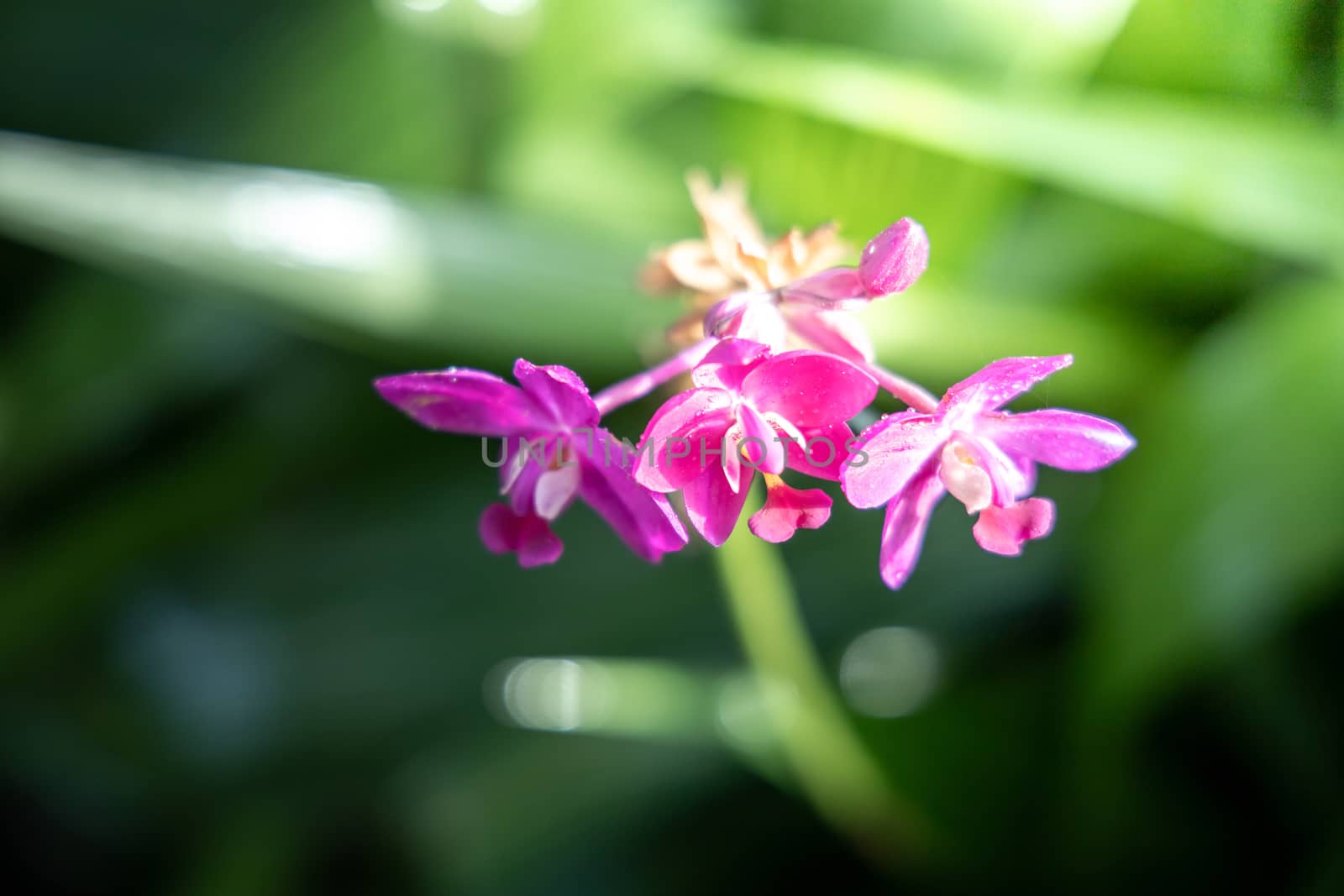 The background image of the colorful flowers by teerawit