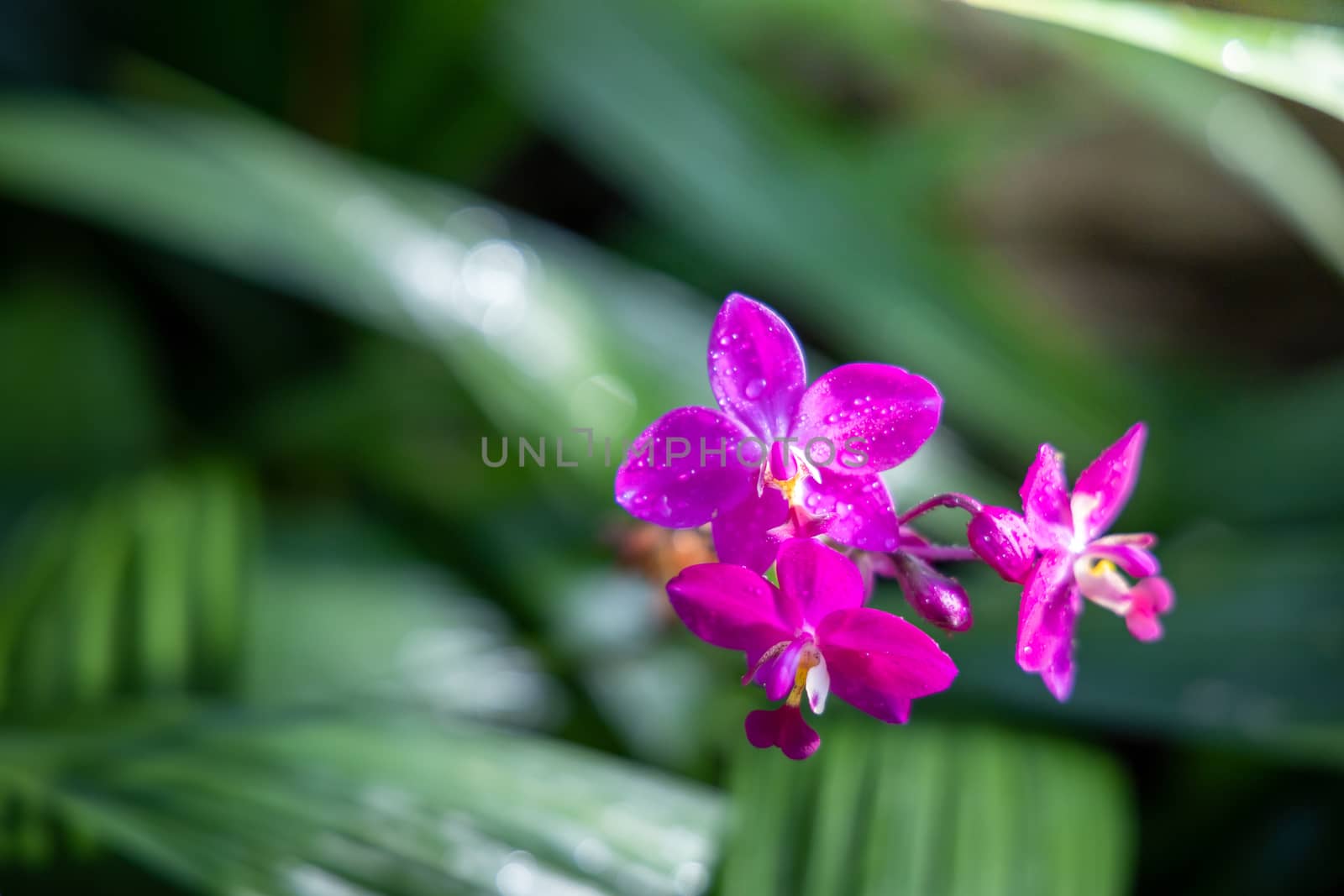 The background image of the colorful flowers by teerawit