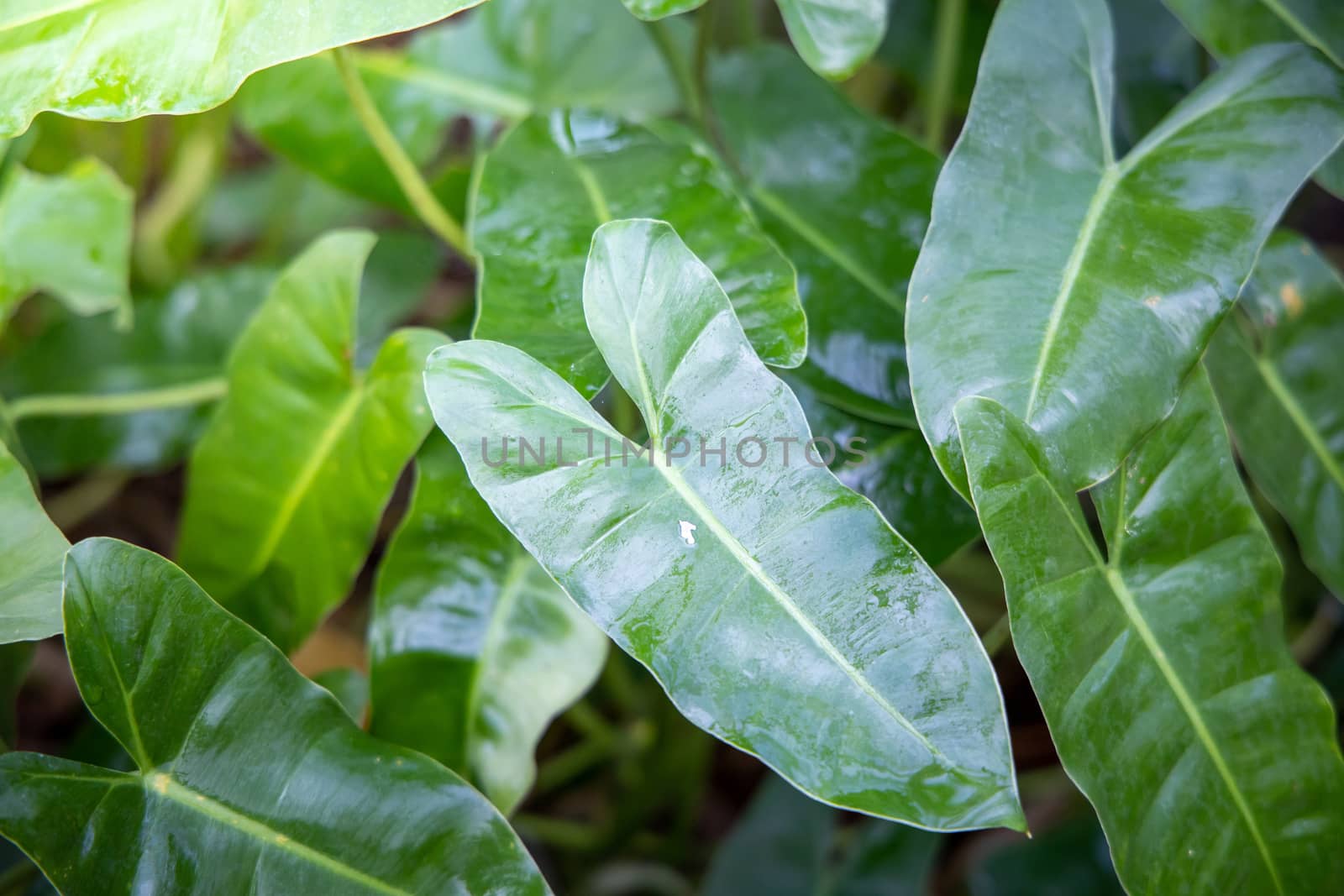 Close Up green leaf under sunlight in the garden. Natural backgr by teerawit