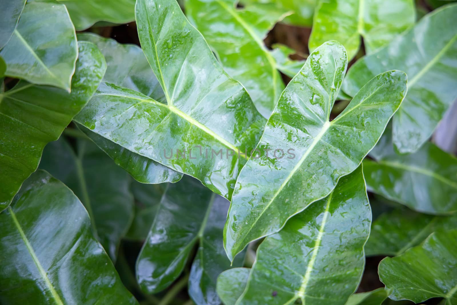 Close Up green leaf under sunlight in the garden. Natural backgr by teerawit