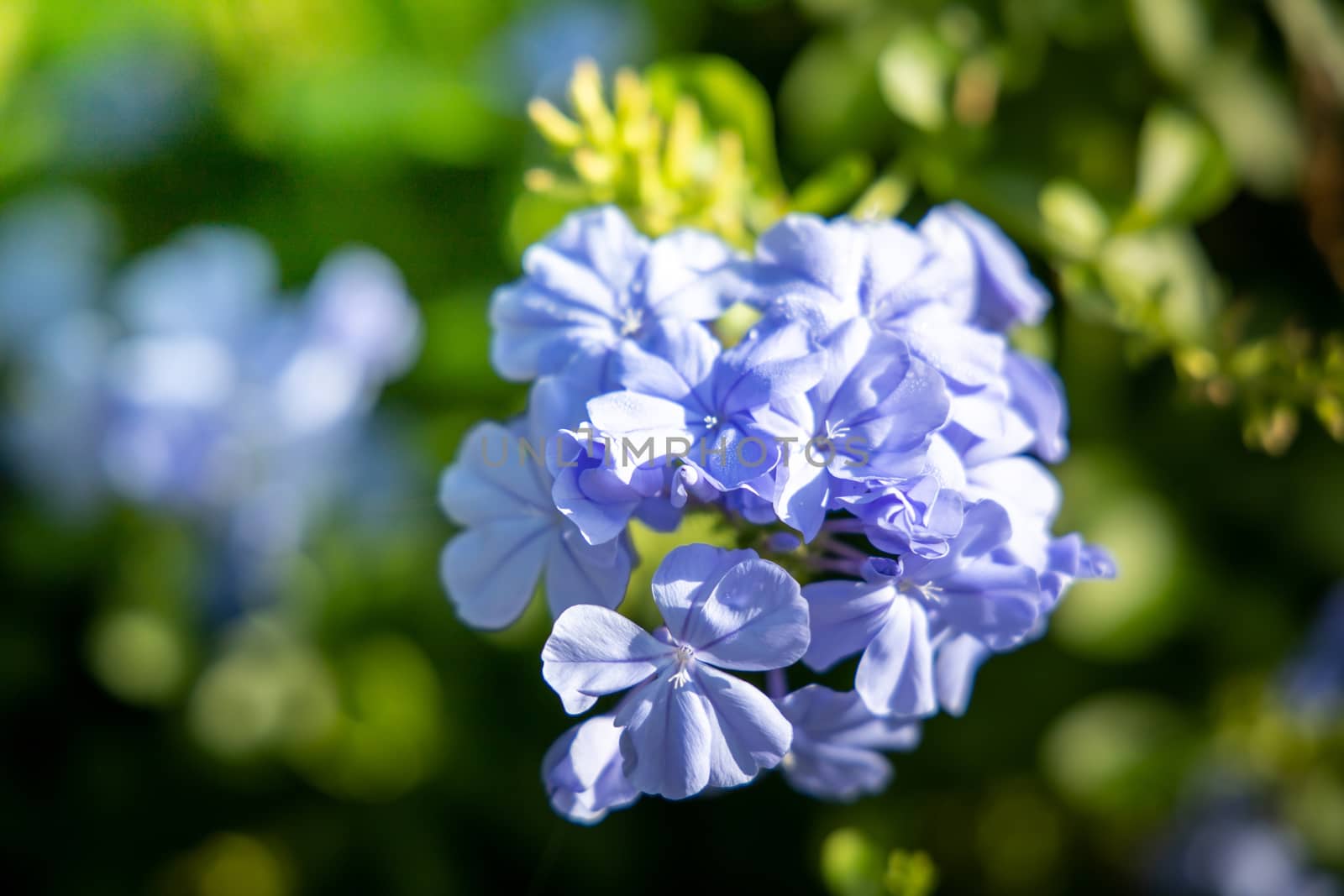 The background image of the colorful flowers by teerawit