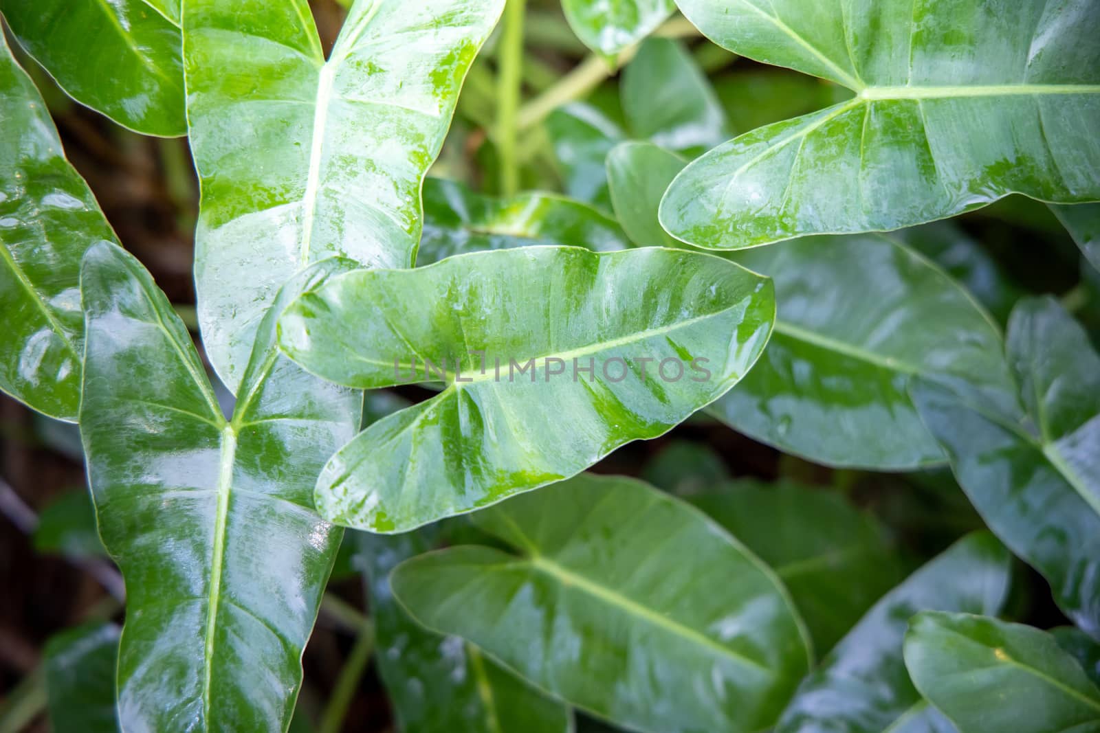 Close Up green leaf under sunlight in the garden. Natural backgr by teerawit